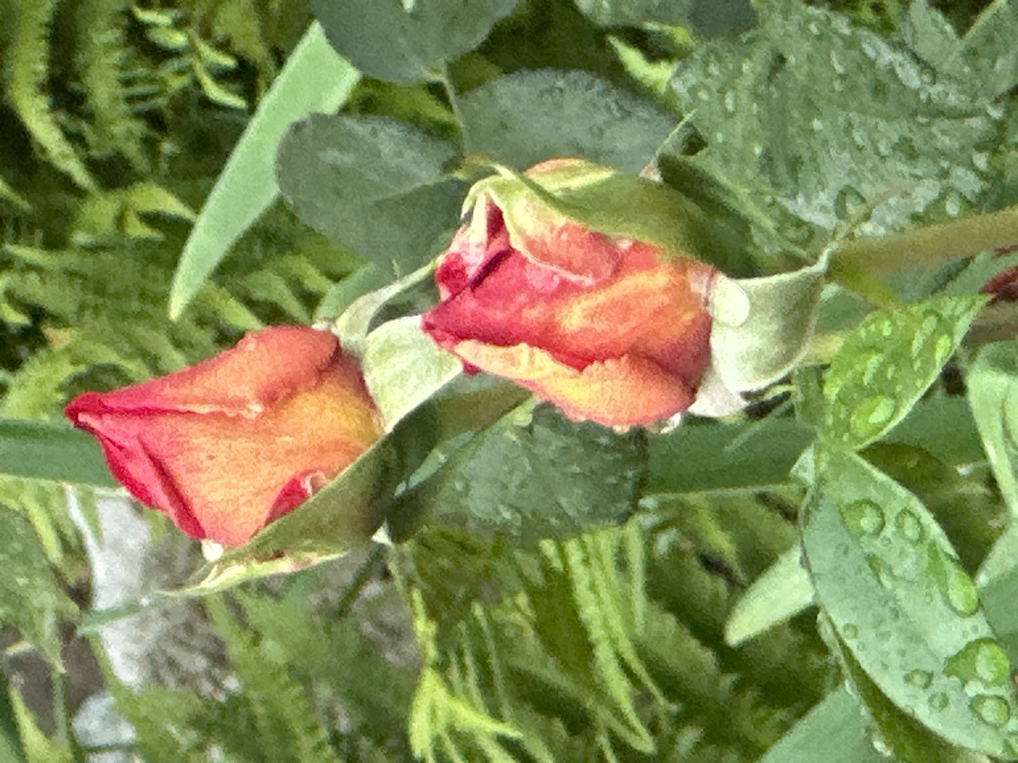 The image shows two rosebuds with reddish-orange petals, partially enclosed by green sepals. They are set against a blurred background of green foliage and what appears to be light-colored, rough textured ground. Water droplets are visible on some of the leaves, suggesting a recent rain or dew. The lighting is soft, indicating it might be overcast or early morning/late afternoon. No people or specific landmarks of Podolsk, Russia are identifiable in this close-up shot of the plants.