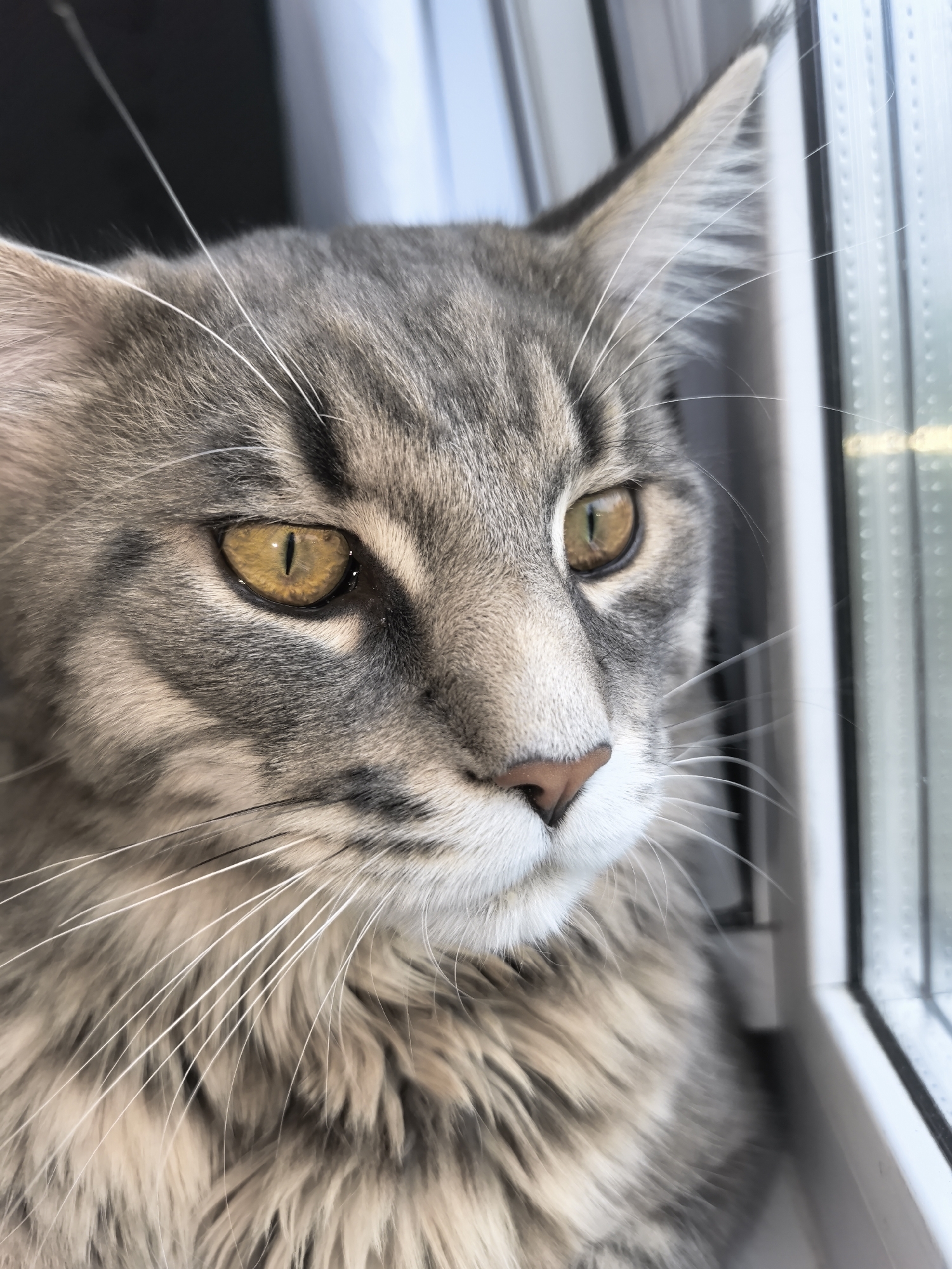 A close-up shot reveals a gray tabby cat with golden eyes sitting near a window. The cat's gaze is directed out of the window. The background consists of the window frame and the blurred view outside. The location is Unknown, Unknown.