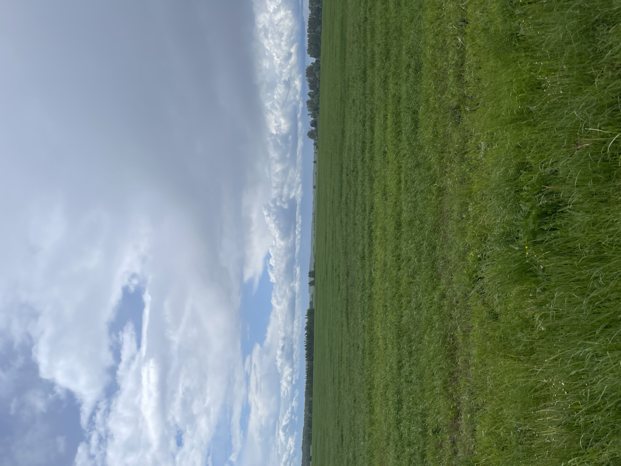 The image depicts a rural scene near Петрово, Russia. A large green field dominates the right half of the image. The left half of the image shows a sky with a mix of white, puffy clouds and patches of blue sky. A line of trees separates the field from the sky. The photograph appears to have been taken on a clear day with good visibility. No people, subjects or objects are visible in the field.