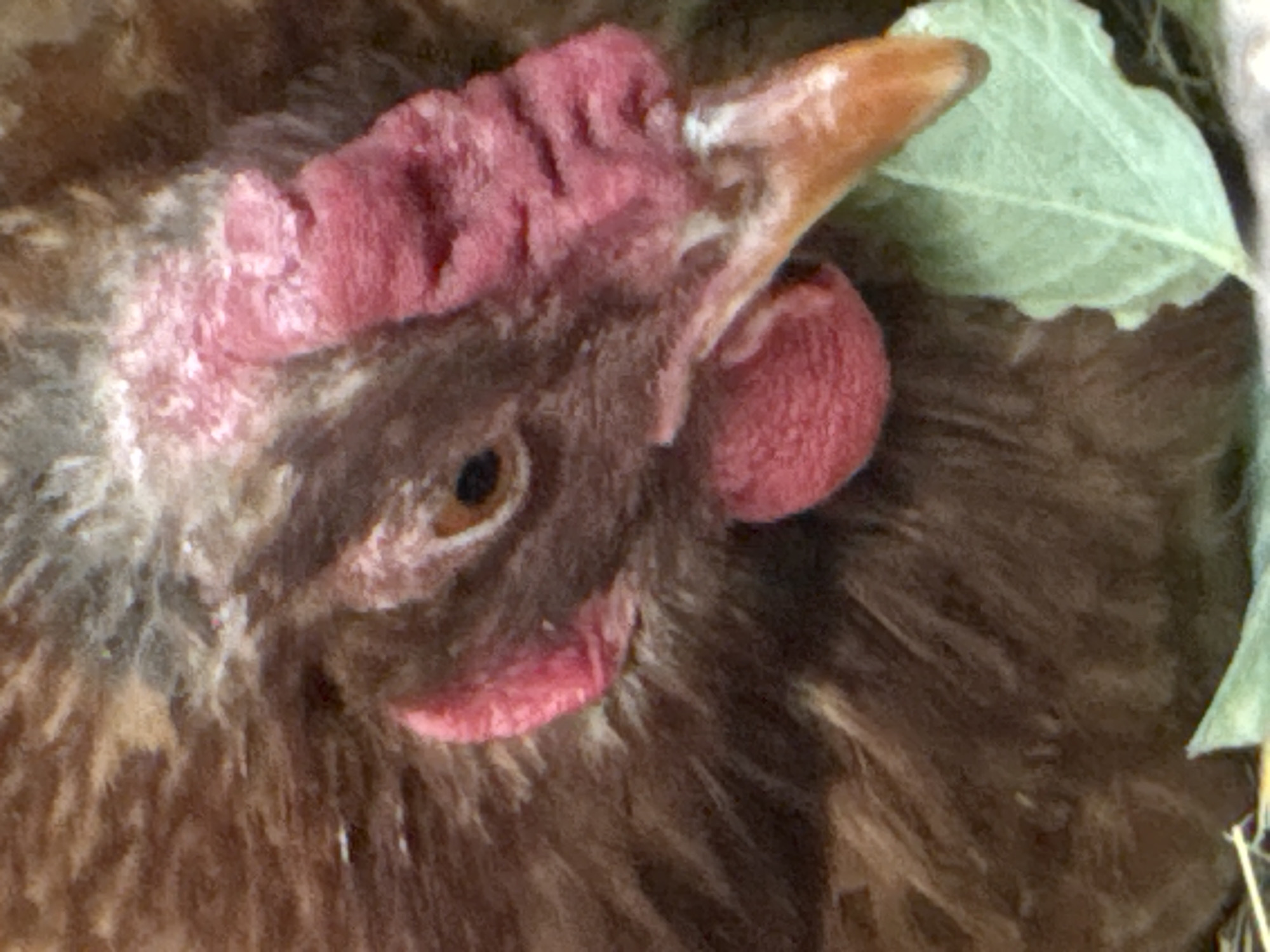 This is a close-up, overhead shot of the head of a brown chicken. The chicken has a distinctive red comb on its head and a red wattle hanging from its chin. Its eye is visible, appearing dark and alert. The chicken's beak is a light brown or tan color. To the right of the chicken's head, a portion of a light green leaf is visible. The background is out of focus and appears to be a mixture of brown and grey textures, possibly representing straw or a nesting material. The lighting suggests it could be daytime, but there are no specific cues to indicate the time of day or weather. The image does not contain any visible text. The context provided indicates the location as Heniivka, Ukraine.