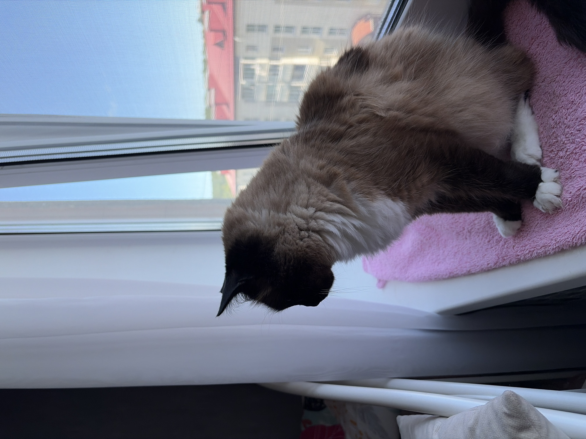A medium shot captures a Siamese cat with dark points and a fluffy, light brown body sitting on a pink towel on a windowsill. The cat faces away from the camera, looking out the window. To the left, a white curtain and a portion of a crib are visible. Outside the window, a light blue sky with a few faint clouds is visible above a red-roofed apartment building. The image appears to be taken in Korsakov, Russia, given the architectural style of the building.
