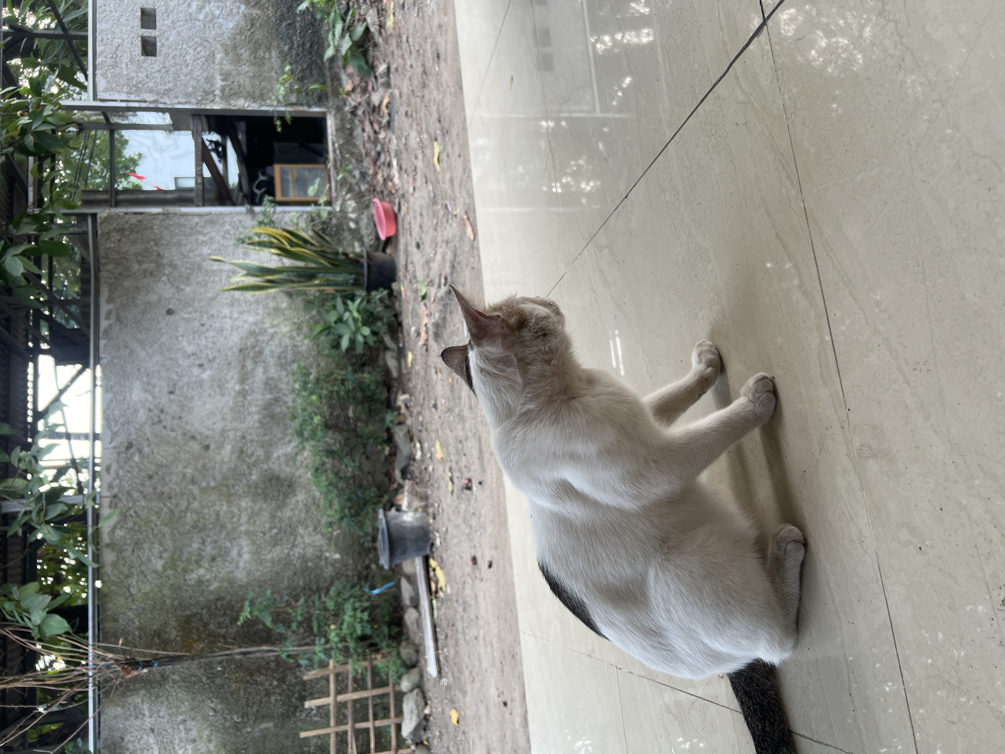 A white and brown cat is sitting on a tiled floor, facing away from the camera, in what appears to be a backyard area. The cat is predominantly white with brown markings on its back and tail. In the background, there is a concrete wall, some plants, a doorway leading into a building, and a dirt-covered area with scattered leaves. The environment suggests a residential setting in Klapanunggal, Indonesia. The lighting indicates it is daytime.