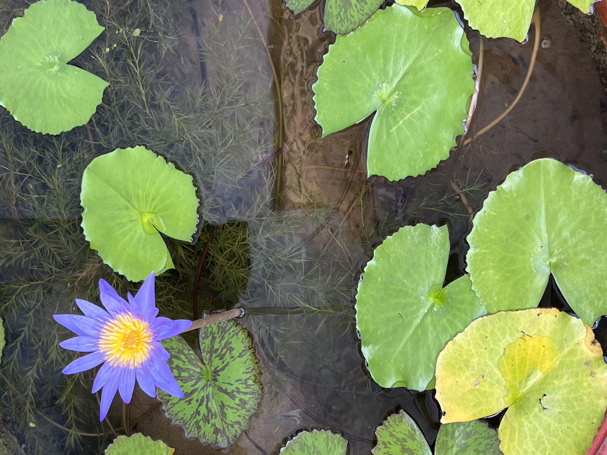 The image presents an overhead view of a contained aquatic environment, likely a pond or a large water pot, located in Nha Trang Ward, Vietnam. No human figures are present.
The primary subject is a single Nymphaea water lily (or similar species) in bloom, positioned in the upper-left quadrant. Its petals are a vibrant violet-blue, arranged radially with pointed tips, showing an approximate count of 10-12 visible petals. The central reproductive structures are distinctly yellow, composed of numerous radiating stamens. The flower's stem, brownish in color, is visible extending into the water.
Numerous lily pads (leaves) float on the water surface, varying in size and coloration. The majority are a uniform mid-green, generally circular to ovate with a characteristic basal notch. Several pads, particularly in the mid-left and upper-left near the flower, exhibit a mottled pattern of dark green and brown pigmentation. A prominent leaf in the lower-left foreground displays significant yellowing, with a large, irregular bright yellow patch covering approximately one-third of its surface, indicating discoloration or senescence. Some lily pads show subtle scalloping along their edges.
The water is translucent, allowing visibility to the bottom. Submerged aquatic vegetation, appearing as fine, feathery, dark green strands, densely covers the floor of the container. The visible bottom surface is a light brown, possibly terracotta or soil, with some darker sediment patches. A reddish-brown lip or rim is visible along the extreme lower-left and lower-right edges of the frame, indicating the boundary of the container. The water surface is calm, with minimal ripples or reflections. The scene is static, depicting botanical subjects within a water body.