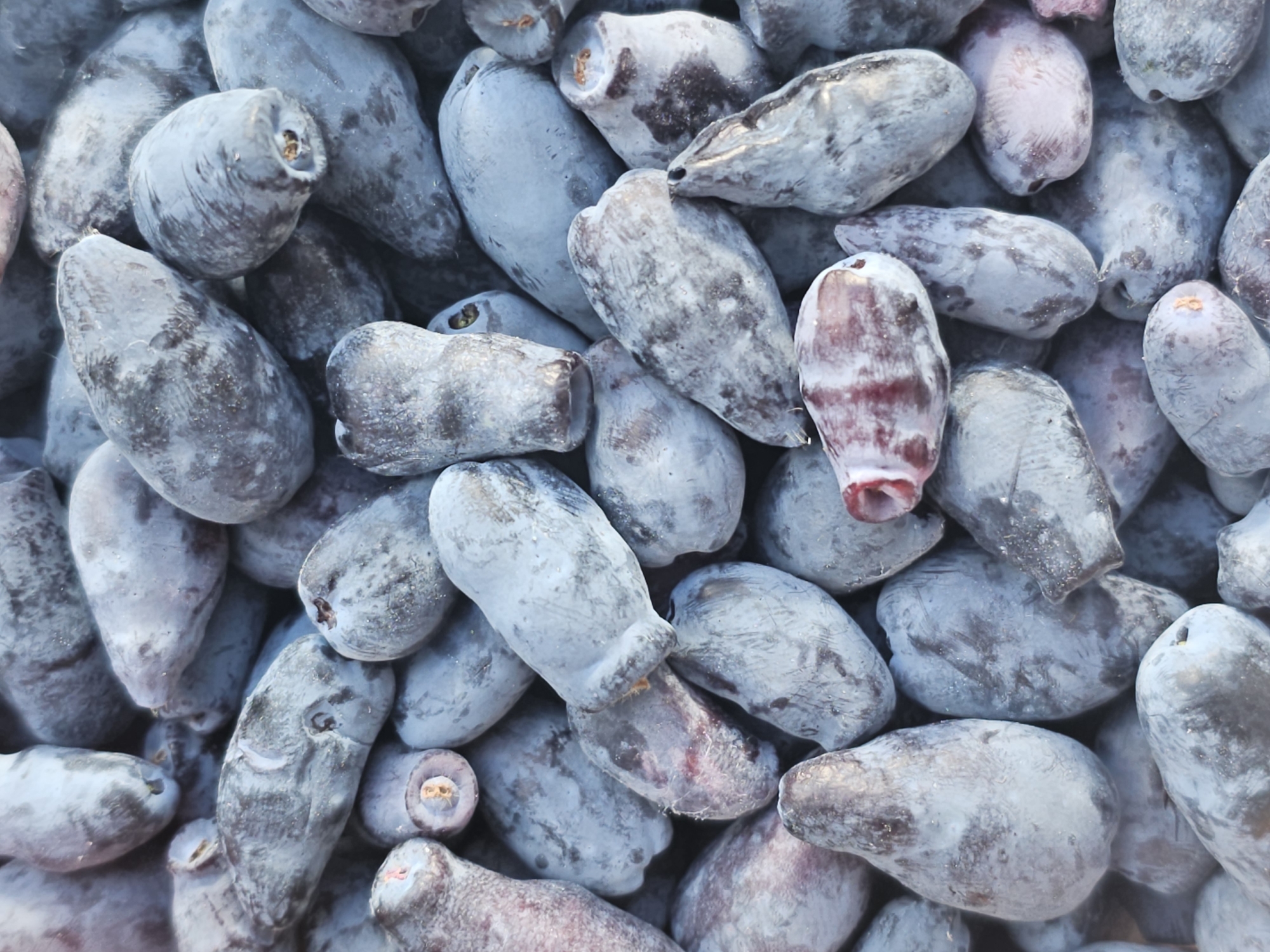 This close-up, top-down shot captures a generous pile of ripe honeysuckle berries. The berries are elongated and oval-shaped, with a dusty, powdery blue-gray skin, interspersed with some showing hints of purple and pink blush, particularly on the larger berries. A subtle, waxy bloom covers their surface, giving them a frosted appearance. Some berries exhibit a slight dimple or indentation at one end, likely where they were attached to the stem, and a few have a small, dark opening at the opposite tip. The lighting is even and diffused, suggesting an overcast day or a shaded environment, with no harsh shadows visible. The sheer volume of berries implies a harvest or a prepared batch for consumption or processing. The scene is devoid of any human presence, focusing solely on the natural bounty of the fruit. The context provided, "Росинка Снт (писково), Russia," indicates a possible location in a dacha cooperative (SNT) near Piskovo in Russia, suggesting these berries were likely grown locally. There is no visible text within the image itself.