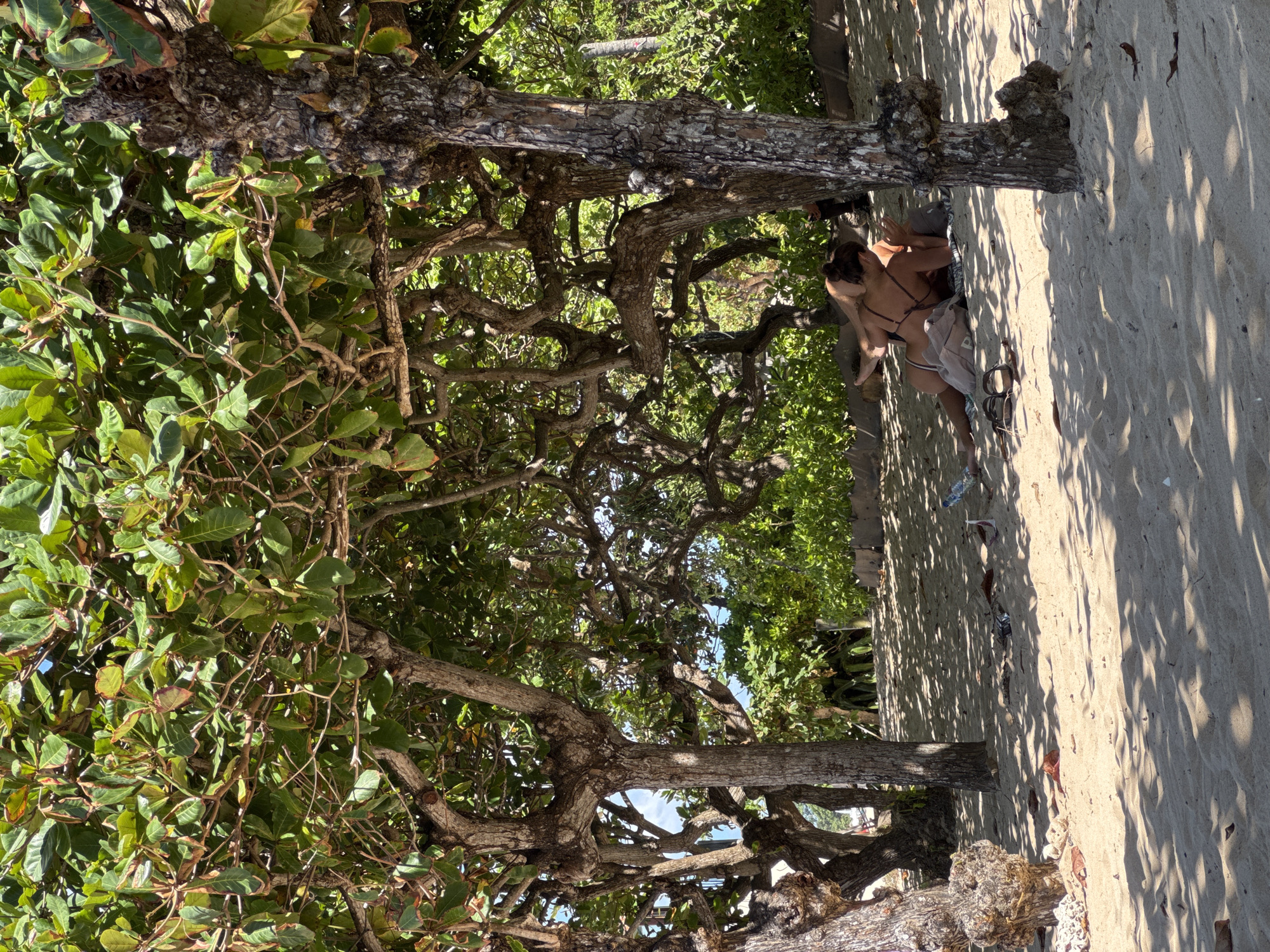 A woman in a brown bikini sits on a sandy beach in Kuta Selatan, Indonesia, leaning against a tree trunk. She is wearing shorts and sandals are beside her. The ground is sandy, with some leaf debris scattered around. Above, the scene is heavily shaded by the dense foliage of a tropical tree, its branches obscuring much of the sky.