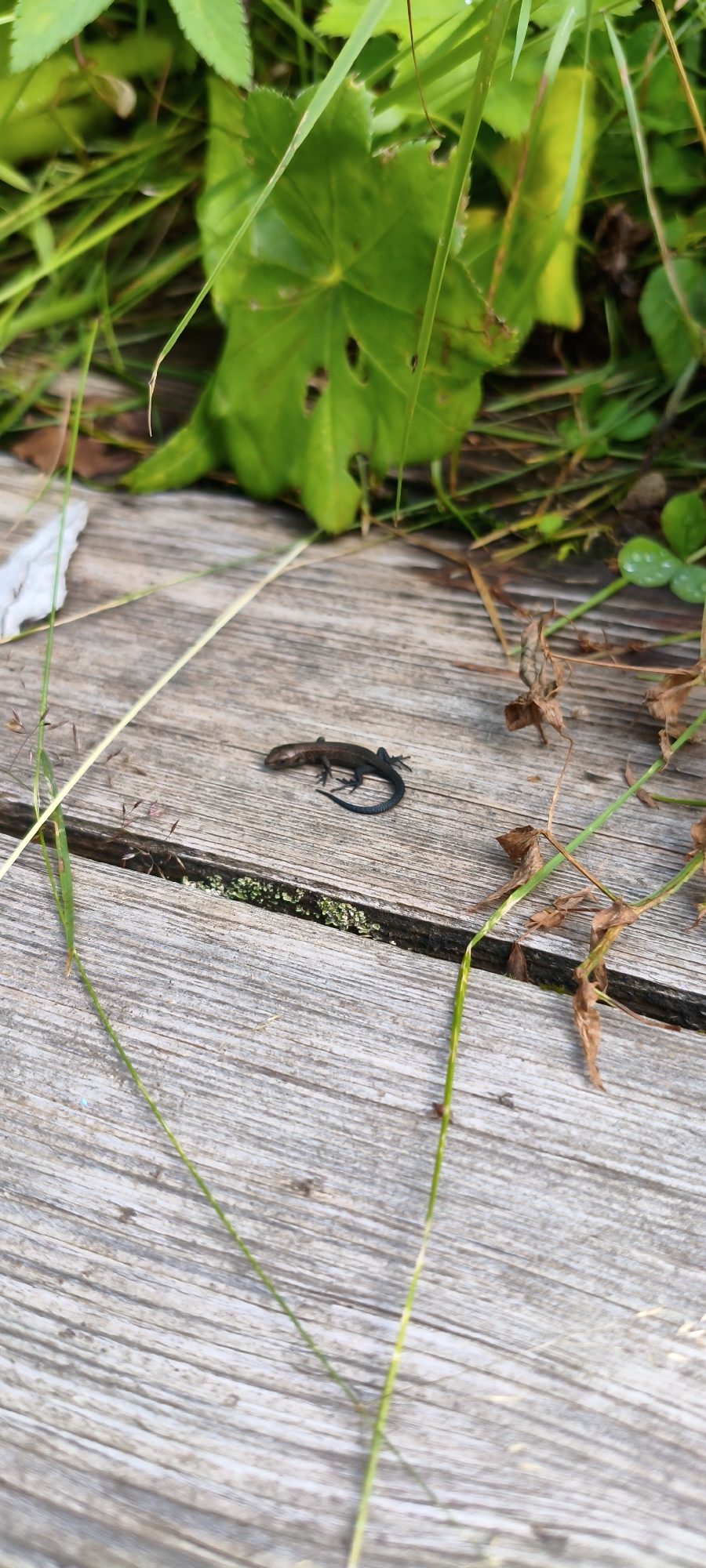 A small, dark brown lizard with black legs is positioned on a weathered wooden surface. The lizard is centrally located in the frame, facing left with its tail curled. The wooden planks are oriented diagonally across the image. In the background, lush green foliage and dry brown leaves are visible, suggesting an outdoor environment. The image is taken from a slightly elevated perspective, looking down at the lizard. The context of Ziuratkul', Russia, suggests this is likely a natural or semi-natural setting, possibly a park, trail, or backyard.