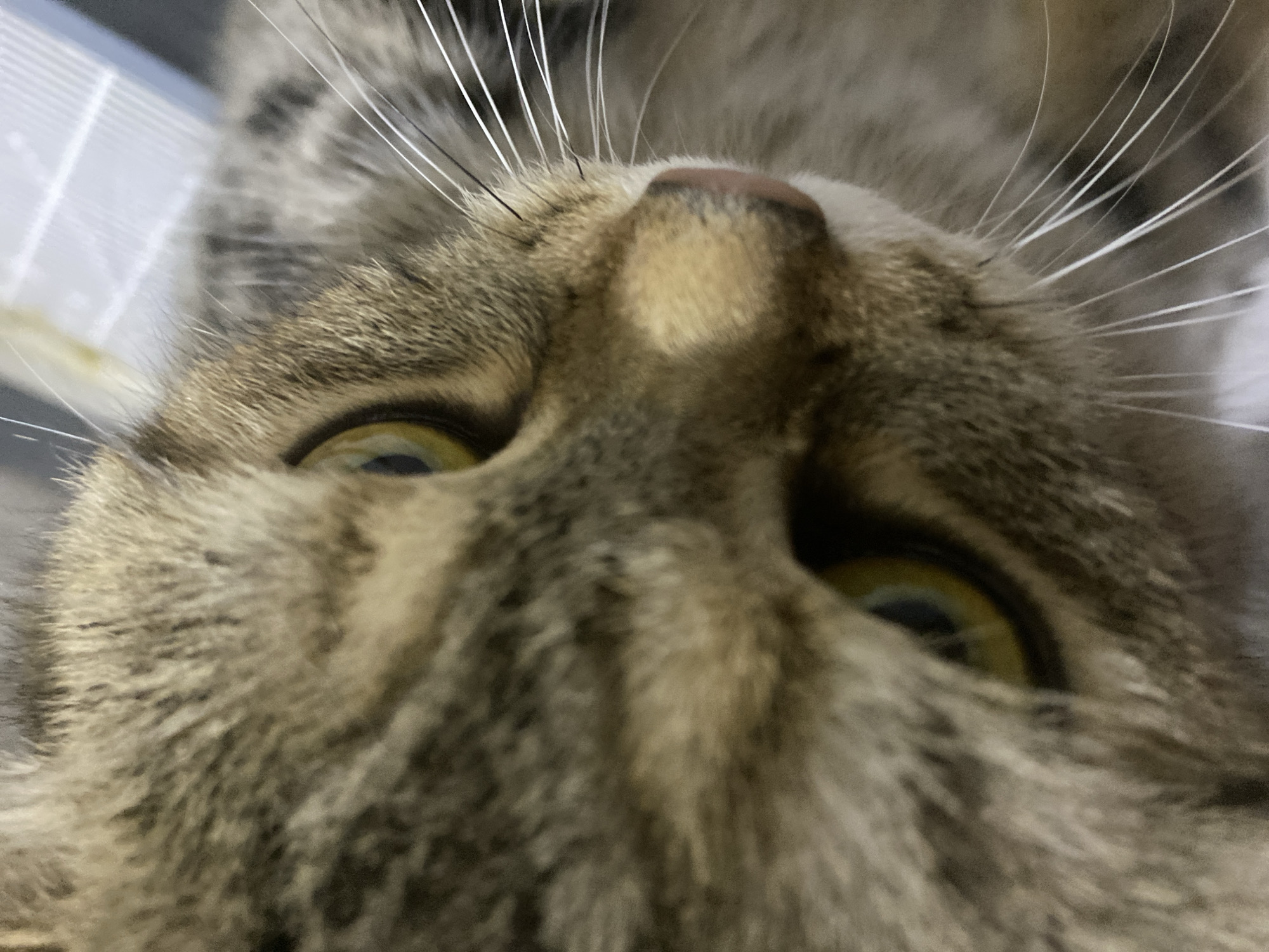 A close-up, top-down perspective of a domestic cat's face fills the frame, captured indoors in an unspecified location within the city of Unknown, Unknown. The cat exhibits a tabby coat pattern with shades of brown, grey, and beige, featuring darker stripes. Its eyes are partially narrowed, displaying prominent amber-yellow irises with dark, vertically oriented pupils. The cat's small, pink nose is visible at the center, appearing slightly moist. Numerous long, white vibrissae (whiskers) extend outwards from both sides of the muzzle. The fur texture is discernible across the face. The background is significantly blurred and out of focus, appearing as indistinct light and dark areas, offering no specific environmental details beyond suggesting an indoor setting. The lighting is soft and ambient, highlighting certain facial features. No other subjects or objects are distinctly visible, and no specific actions or interactions are depicted beyond the cat's intense gaze.