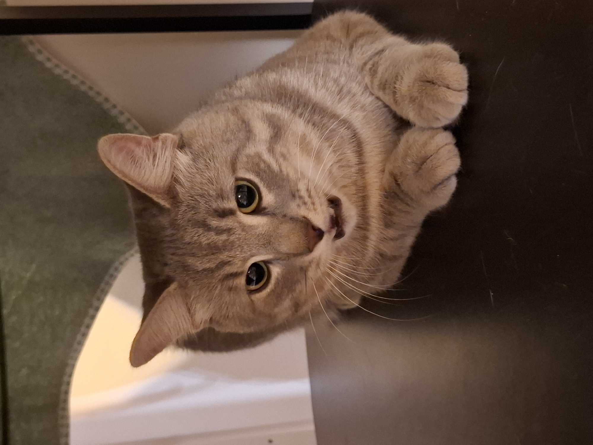 A close-up, eye-level shot shows a tabby cat with its paws tucked neatly in front of it. The cat's mouth is slightly open, revealing small teeth. It is positioned on a dark, reflective surface, possibly a table. Behind the cat, a green textile with a dotted edge hangs down, partially obscuring a light-colored wall or curtain. The lighting suggests an indoor setting, possibly during the evening. This scene is not associated with the city of Zemun Urban Municipality, Serbia.