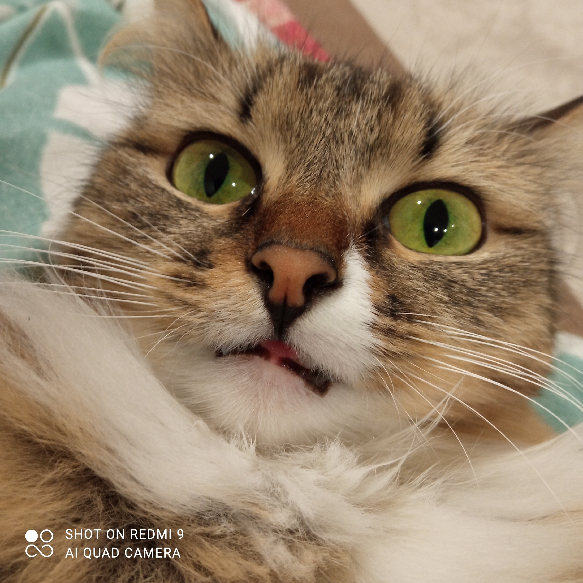 A close-up photograph shows a fluffy tabby cat with striking green eyes. The cat has brown and white fur, with a pink nose and a slightly open mouth, revealing a glimpse of its tongue and teeth. White whiskers extend from its cheeks. The cat is lying on a surface with a light blue and patterned background. In the lower left corner of the image is a watermark indicating "SHOT ON REDMI 9 AI QUAD CAMERA". The photograph does not reveal location information pertaining to the city of Chaikovsky, Russia.