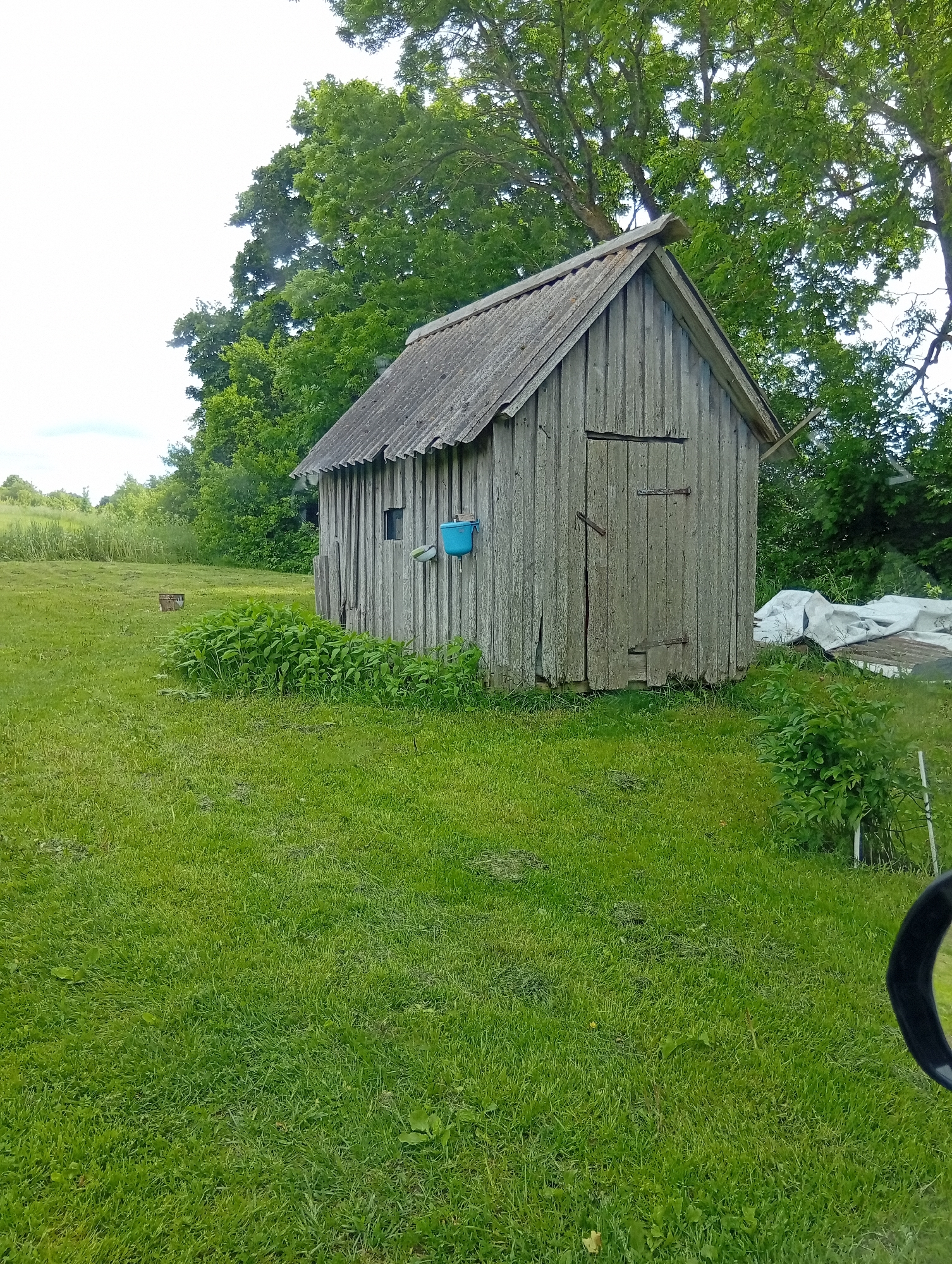 In the city of Krikliai, Lithuania, a weathered wooden shed stands in a grassy field. The shed has a corrugated roof and vertical wooden planks for its walls. A small window is visible on the side of the shed, and a blue bucket is attached to the exterior. The shed door has two horizontal metal hinges. Surrounding the shed is lush green grass, with a patch of dense green plants growing near its base. In the background, mature trees with full green foliage create a dense canopy. Further in the distance, a field with tall grass extends towards a treeline under a bright, overcast sky. Other objects visible include a small wooden crate in the middle distance of the field and some white tarp-like materials near the back of the shed. A black rearview mirror is partially visible in the lower right corner of the frame.