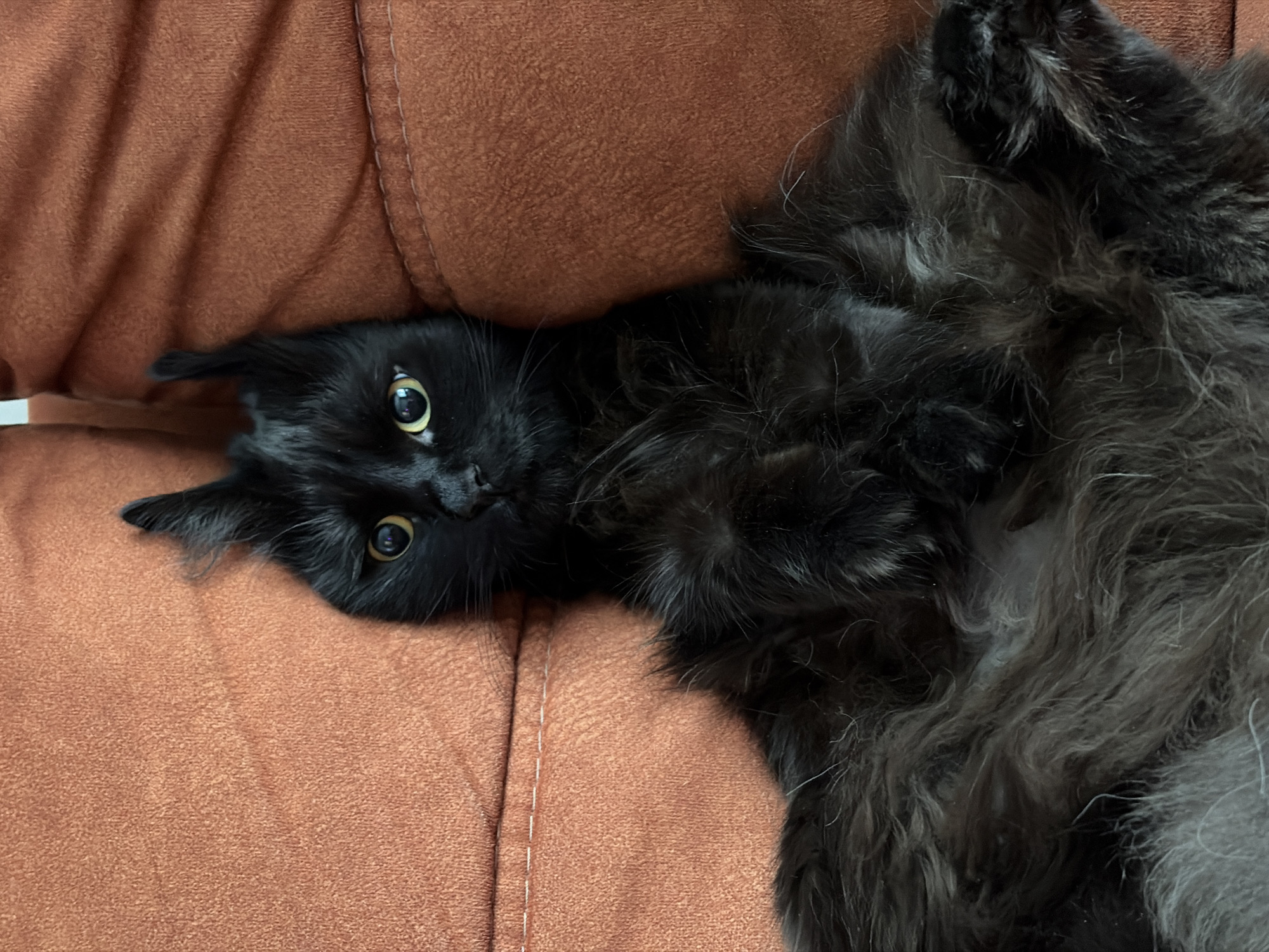 A black cat with yellow eyes lies on its back on an orange upholstered surface. The cat's body angles from the upper left to the lower right, with its head on the left and its paws toward the right. The setting is indoors, and the orange surface is smooth. There is no indication of the city of Rostov-on-Don, Russia, or of any people.