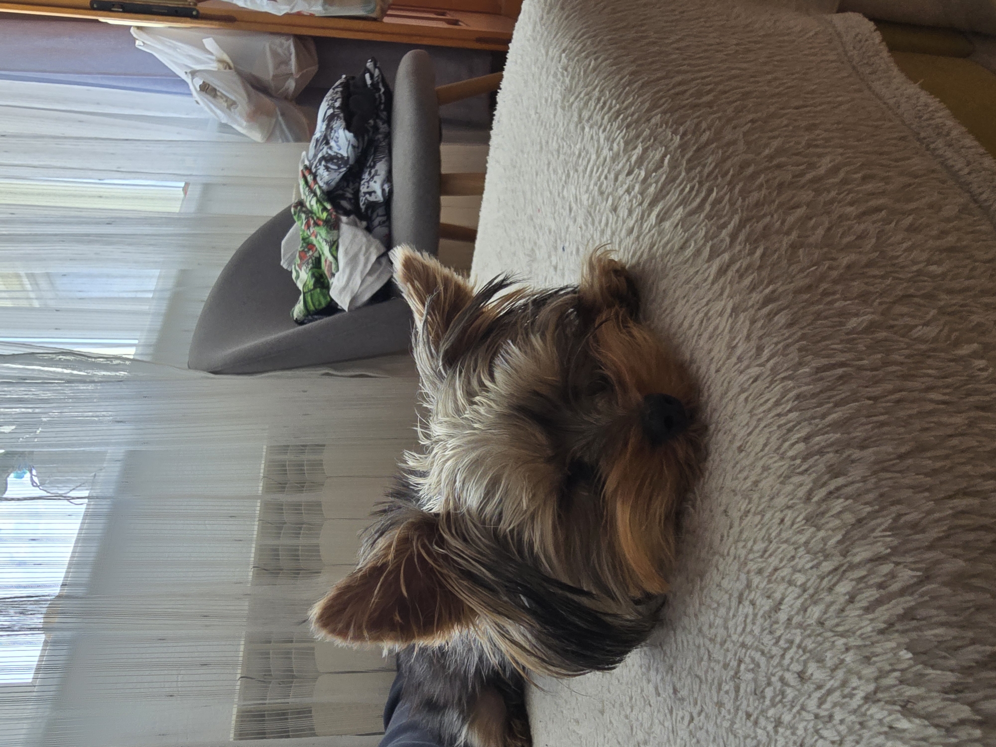 In Samokov, Bulgaria, a Yorkshire Terrier dog is centrally positioned in a medium shot, lying on a plush, light-colored, shaggy blanket covering a bed or couch. The dog's eyes are closed, suggesting it is resting or sleeping. Its characteristic tan and dark brown fur, along with erect ears, are clearly visible.
In the background, a window is visible, obscured by sheer, string-like white curtains through which ambient natural light permeates. Below the window, a white radiator is present. To the right of the dog, a grey upholstered chair with light wooden legs holds a stack of clothes, including items with green and dark patterns. Further to the right and behind the chair, several white plastic bags are visible, and a vertical wooden frame, possibly part of a door or mirror, flanks the right edge of the image. The indoor environment appears residential, with soft, natural lighting.