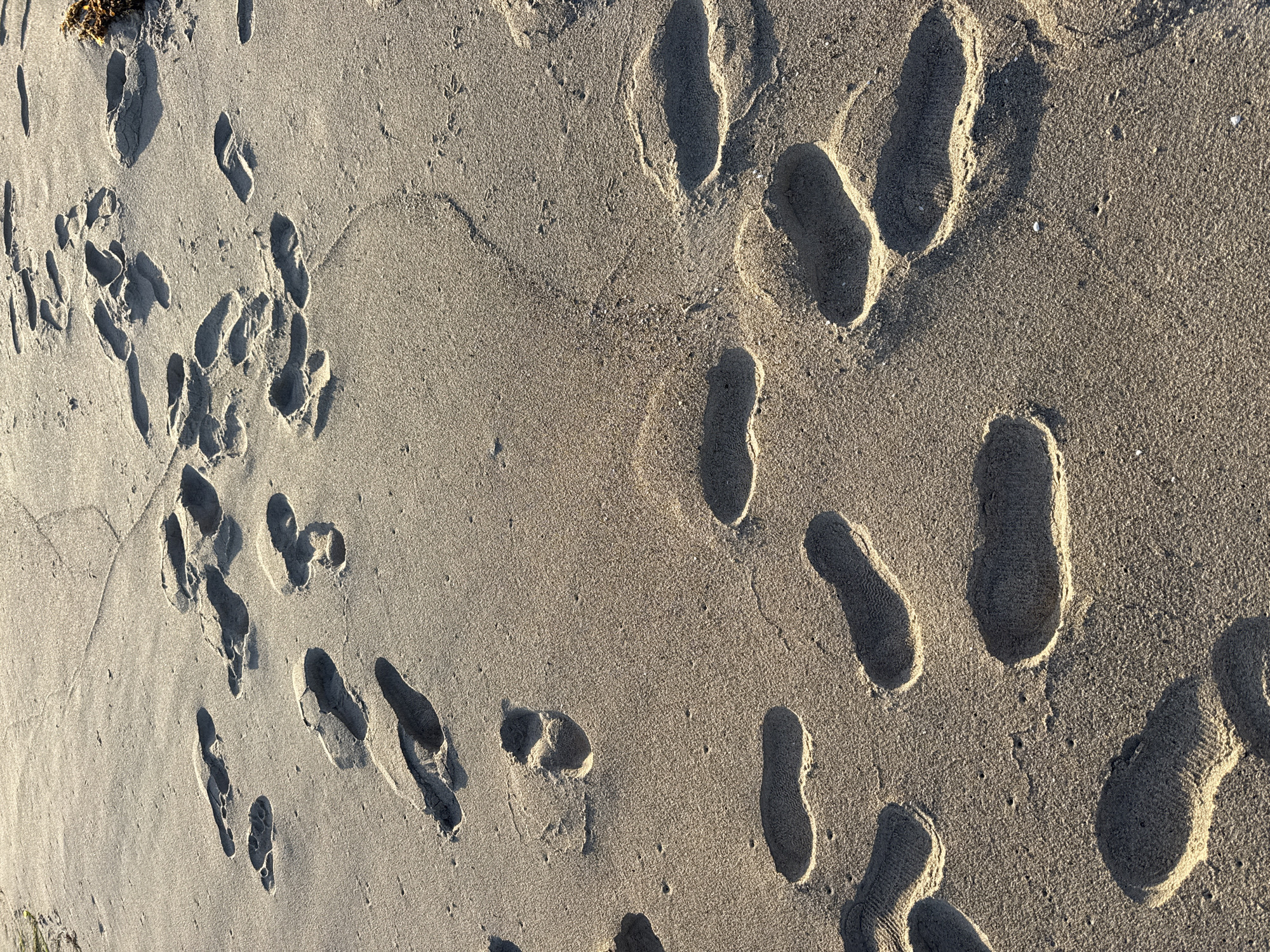The image shows footprints in the sand, likely on a beach in Malibu, United States of America. The footprints vary in size and depth, suggesting they were made by different people or at different times. The sand appears to be light-colored and slightly damp. Some seaweed is visible on the upper left.