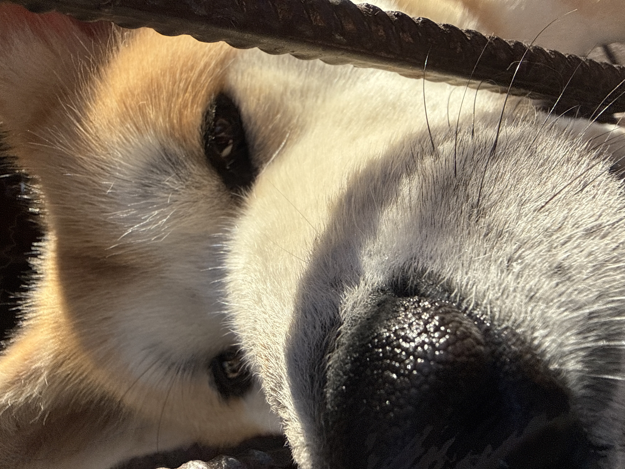 The image is a close-up, eye-level, outdoor shot of a dog's face peering through a dark, textured, metal grate. The dog, with tan and white fur, has its nose and eyes prominently featured. The nose is wet and glistening, with distinct dark pores, and is partially shadowed. The dog's dark eyes are visible, with one slightly more in focus than the other. The fur around the eyes and nose appears soft and somewhat illuminated by sunlight, creating highlights and shadows. The metal grate runs vertically along the right side of the image and partially obstructs the dog's face, creating a sense of confinement. The background is blurred, but appears to be outdoors, possibly in an urban setting given the metal grate, but specific details of the city are not discernible.