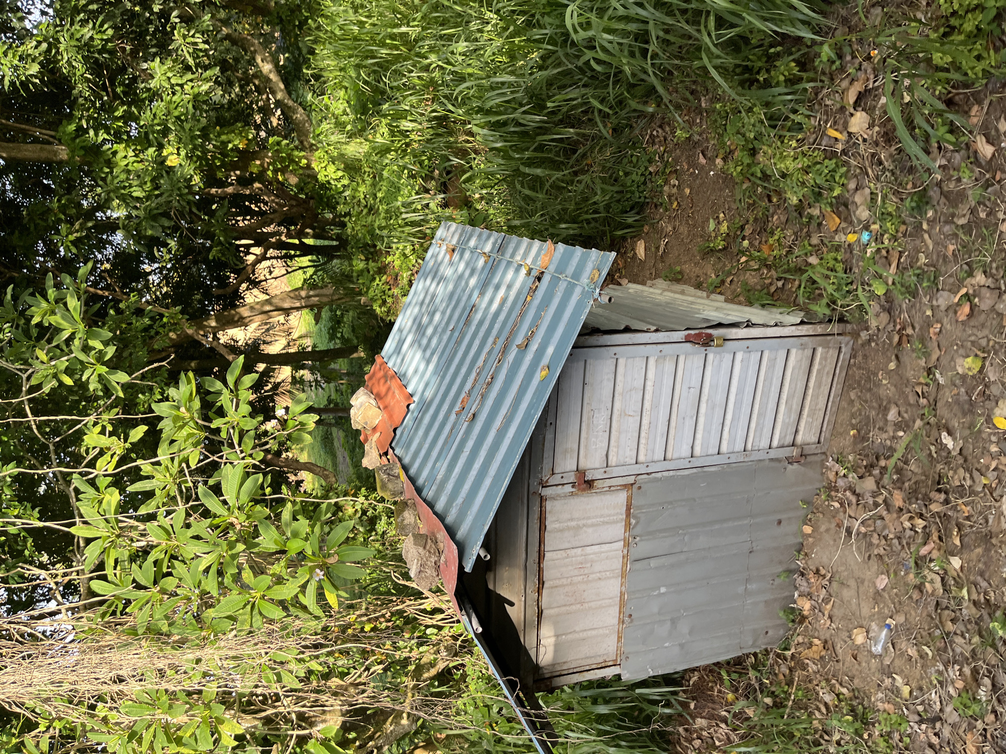 A dilapidated, small shed constructed from corrugated metal sheets stands amidst dense green foliage in Kalutara, Sri Lanka. The shed's roof is a patchwork of faded blue corrugated metal and orange tile, topped with several large stones that appear to be holding down loose sections. The walls are a mix of silver corrugated metal and lighter colored, possibly wooden, paneling. A single door, also made of corrugated metal, is visible on the front of the shed and appears to have a red latch. The shed is situated on uneven, earthy ground covered in dry leaves and small plants. Tall, lush green grass and trees form a dense backdrop, suggesting a rural or overgrown urban environment. The lighting indicates it is daytime, with sunlight casting shadows. There are no people or animals visible in the image. The scene is one of disrepair and natural overgrowth.