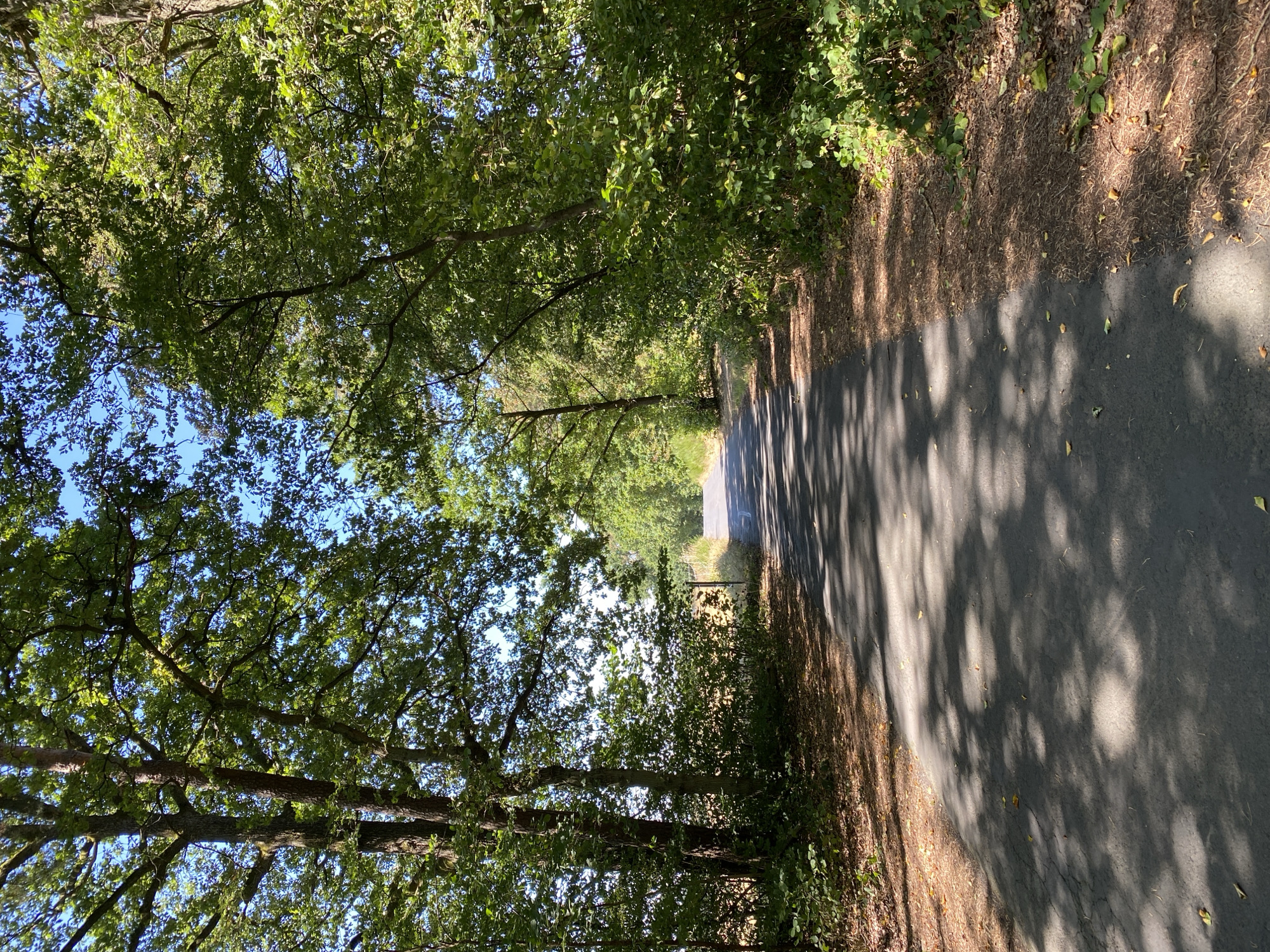 The image depicts a paved road winding through a dense forest in Altenkirchen, Germany. Towering trees with lush green foliage line both sides of the road, casting dappled shadows on the asphalt surface. The road appears to be a rural path, possibly leading to a more open area as suggested by a glimpse of a field or meadow visible in the distance. The sky is a clear blue, indicating fair weather. There are no people or animals visible in the scene. The environment is natural and tranquil, with the focus on the interplay of light and shadow on the road and the surrounding greenery.