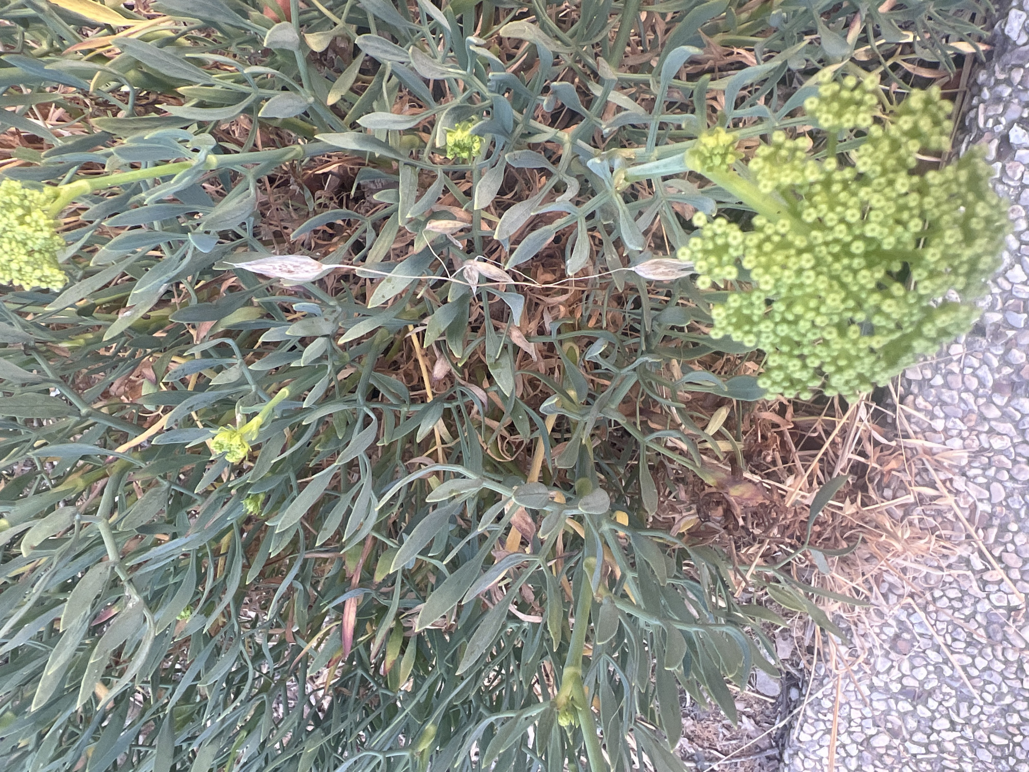 This is a top-down, close-up, high-angle shot of a patch of sea fennel (Crithmum maritimum) growing near a paved area with small, light-colored stones. The plant has thick, succulent, blue-green leaves and clusters of small, pale green flower buds or developing fruits. One large cluster of these buds is prominent in the upper right quadrant of the image. The vegetation is dense and appears to be growing in dry, sandy soil, with some dried grass and other plant debris mixed in. A thin, white string or thread is draped horizontally across the middle of the plant. The lighting suggests it is daytime, possibly late afternoon, with some shadows present. The scene is likely coastal, given the plant species, and the location is Or Akiva, Israel. There is no visible text in the image.