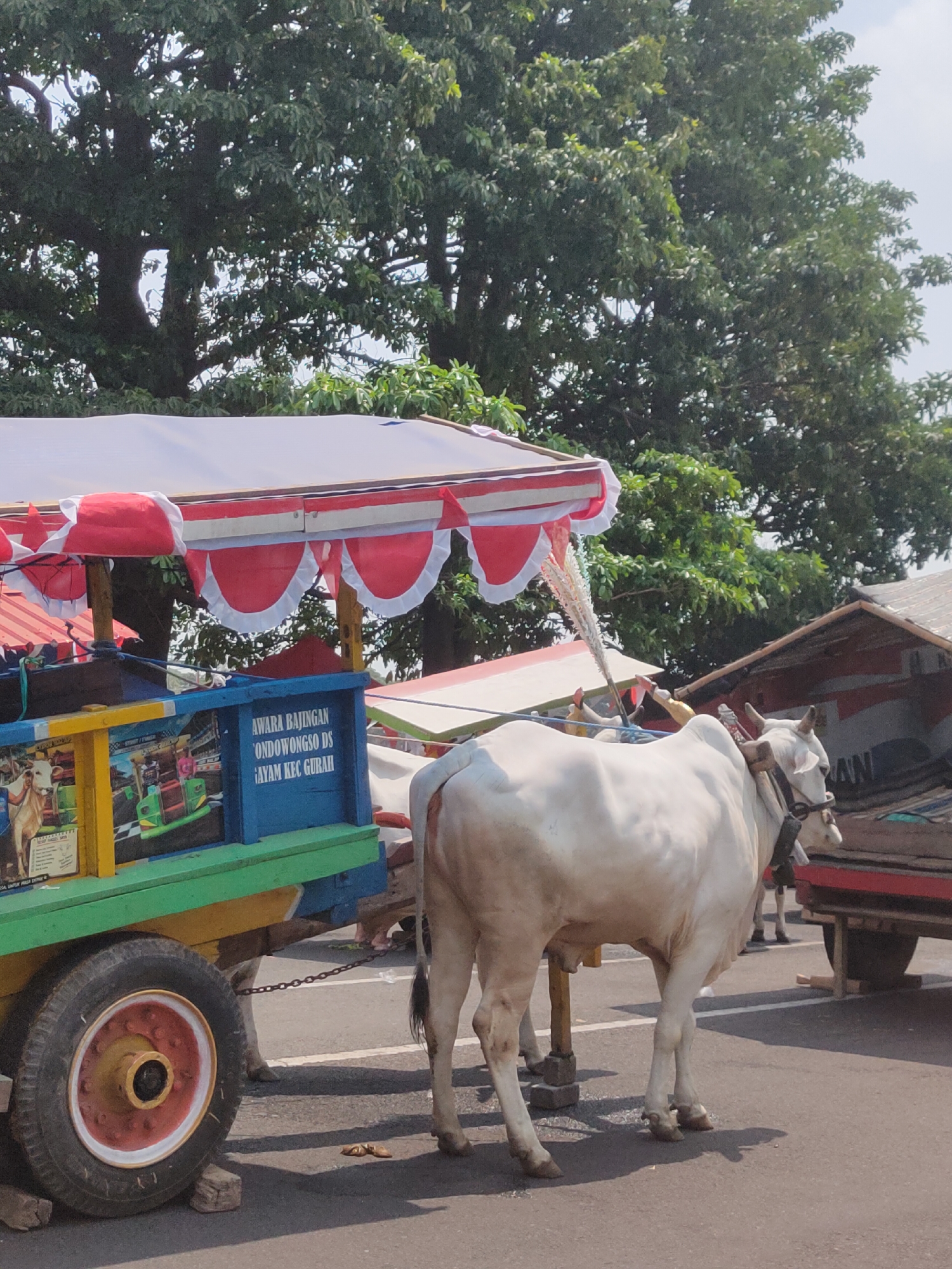 This is a medium shot of a white ox tethered to a colorful cart in Ngasem, Indonesia. The ox, facing right, stands on a paved road with its head lowered. A wooden yoke is attached to its horns, connected to a rope that leads to the cart. The cart is painted blue with yellow and green accents and features colorful decals depicting a scene with cows and a race track. The cart has a white and red striped canopy. Behind the ox and cart, there is a large tree with dense green foliage. A second ox is visible further in the background, partially obscured by the cart. The overall scene suggests a market or festival setting.