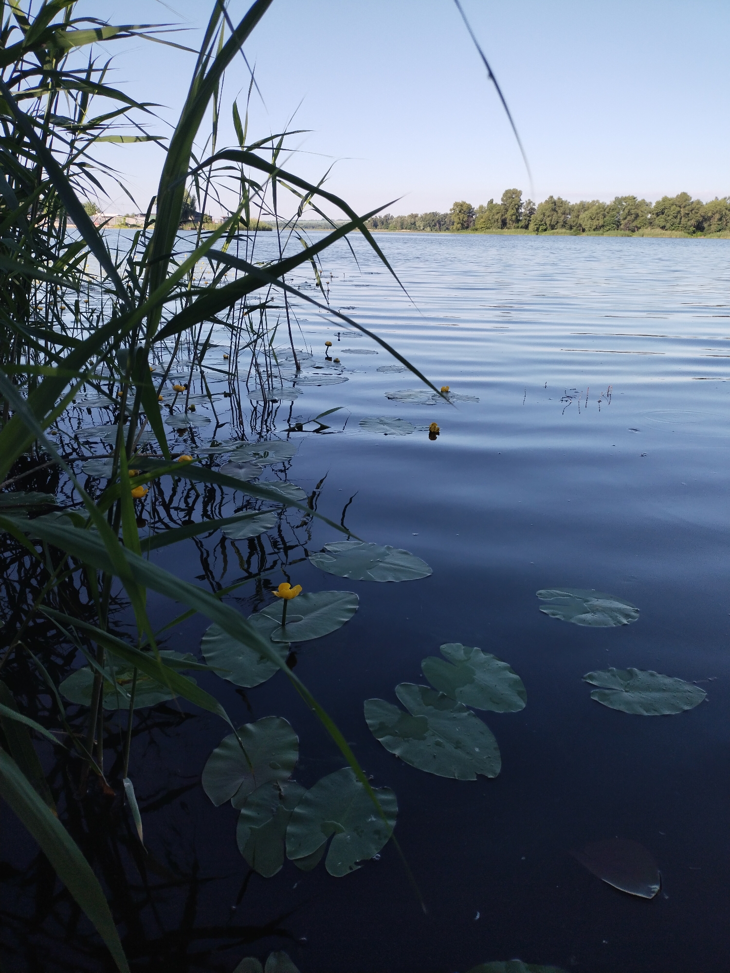 In Horishni Plavni, Ukraine, a tranquil scene unfolds on the Dnipro River. Tall, green reeds fringe the dark, calm water, their slender stalks reaching towards the bright, clear sky. Scattered across the river's surface are lily pads, their broad, green leaves floating serenely. A few small, yellow water lilies bloom amidst the pads, adding delicate pops of color to the scene. In the distance, the opposite bank is lined with a dense, verdant forest, its trees a rich green against the horizon. The water's surface is gently rippled, reflecting the subtle undulations of the current. The overall atmosphere is one of peaceful natural beauty.