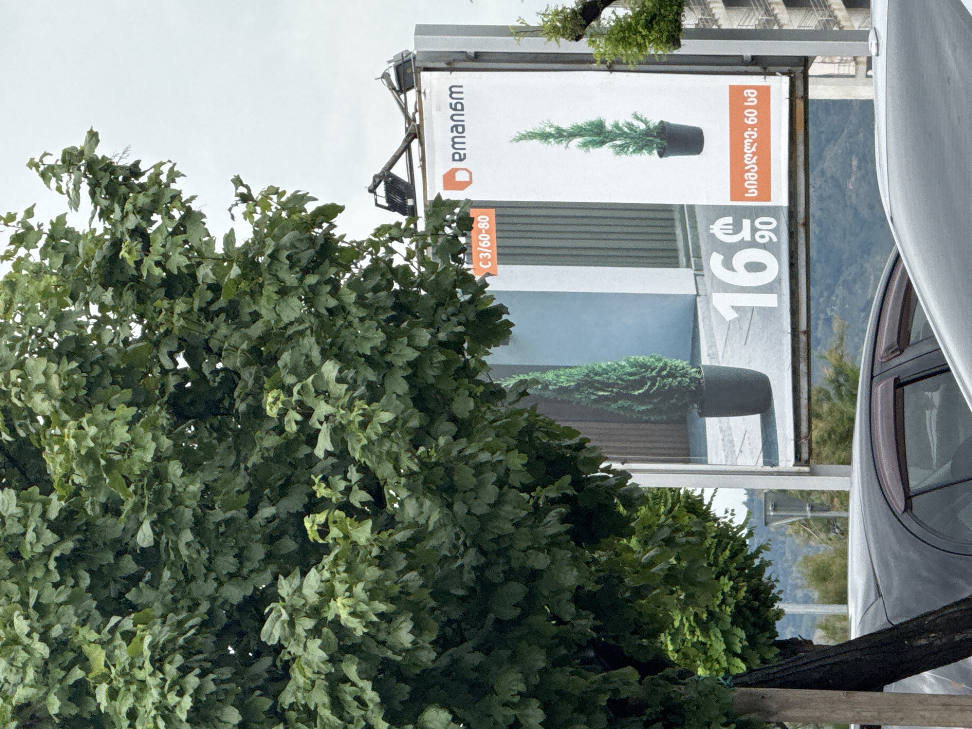The image captures a billboard advertising potted cypress trees, situated outdoors in Tbilisi, Georgia. The billboard displays two images of cypress trees in dark pots, one on the left and one on the right, against a light background. The price "16 ₾ 90" is prominently shown in large white numerals and the Georgian abbreviation for Lari. To the right of the price, text in Georgian reads "სიმაღლე: 60 სმ", indicating a height of 60 cm. Above the images, the brand name "eman6m" is visible, accompanied by an orange geometric logo. An orange rectangle with the text "C 3/60-80" is positioned on the left side of the billboard. In the foreground, the top portions of several cars are visible, suggesting the billboard is located near a road. A large, leafy tree partially obscures the left side of the billboard and the scene. The background consists of a grey, overcast sky and a hint of distant hills. The overall scene appears to be an outdoor advertisement in a commercial or urban area of Tbilisi.