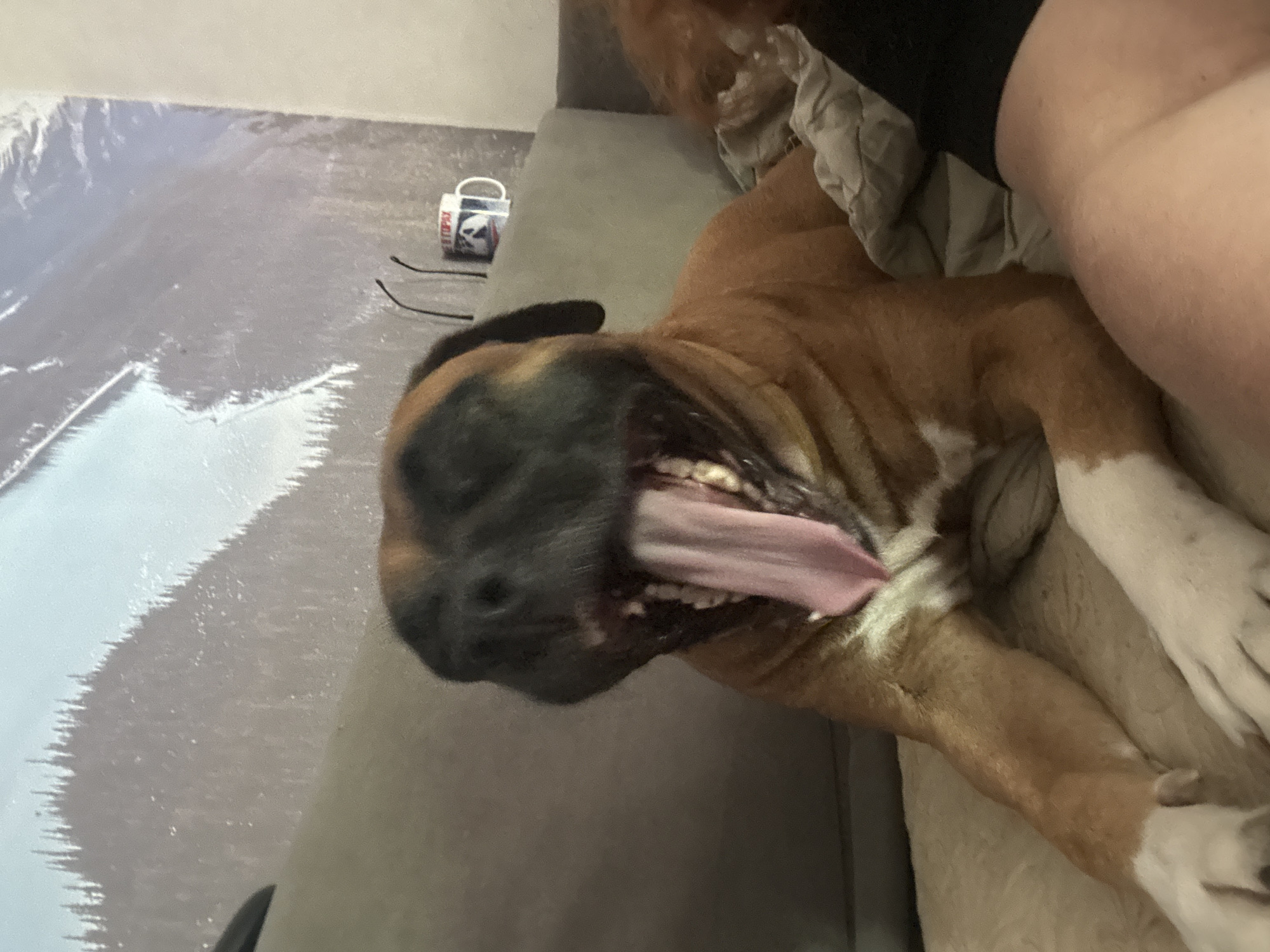 The image depicts an indoor scene where a large, brindle and white dog, likely a Boxer or a similar breed, is resting on a light-colored couch or bed. The dog is captured with its head tilted back, mouth wide open, and a long pink tongue fully extended, suggesting it is either yawning or heavily panting.
A human arm or leg is partially visible in the upper right quadrant, resting alongside the dog. On the surface to the left of the dog, which appears to be a floor covered with a reflective or textured material, a white mug with blue and red markings is visible. Partial text that looks like "TRIPPAX" can be seen on the mug. Two small black objects, possibly hair ties or wires, are also present near the mug.
The lighting in the room is subdued, contributing to a relaxed and calm atmosphere. The image captures a moment of quiet companionship and rest, with the dog appearing comfortable and at ease. The setting is an interior space, likely a home, in Chaikovsky, Russia.