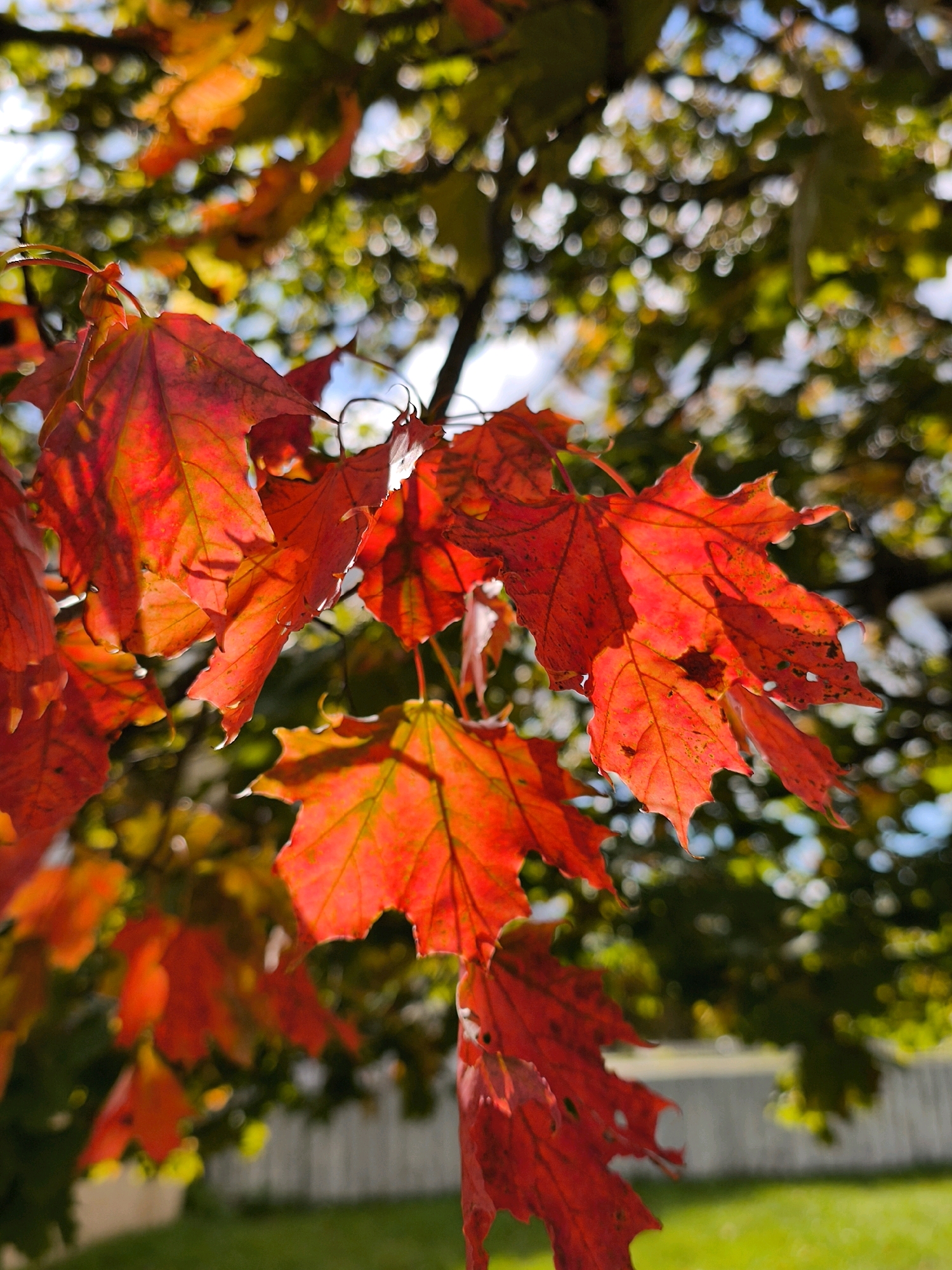 The image shows a close-up view of bright red maple leaves on a tree branch, backlit by sunlight. The leaves are in various stages of autumn color, with some showing hints of orange and yellow. The background is blurred, featuring green foliage and a soft bokeh effect of light. In the distance, a white picket fence and a green lawn are visible, suggesting an outdoor setting, possibly a park or a residential area. There is no specific indication of the location being in Mahilyow, Belarus, as the image lacks any identifying landmarks or cultural elements specific to that city.