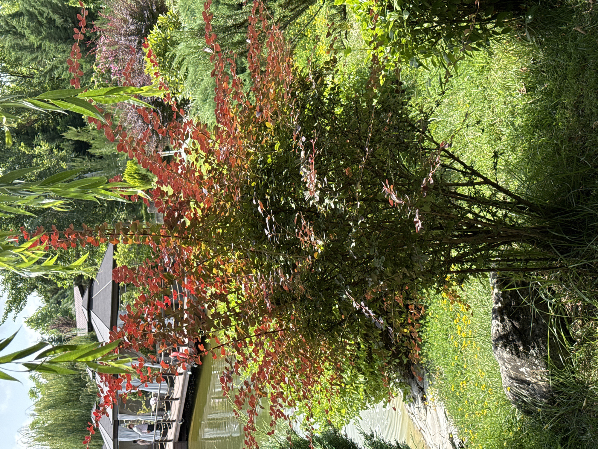 The image depicts a lush, green garden setting with a pond in the foreground. A prominent, multi-branched bush with red and green leaves stands in the center of the frame. To the left, the pond is bordered by a wooden walkway with several gazebo-like structures covered in white curtains, suggesting an outdoor seating or event area. Two individuals, one in a light-colored shirt, are visible on the walkway. The background is filled with dense foliage, including trees and various shrubs, creating a natural and serene atmosphere. The scene appears to be a tranquil park or recreational area, possibly within the city of Mirikənd, Azerbaijan, given the provided context.
