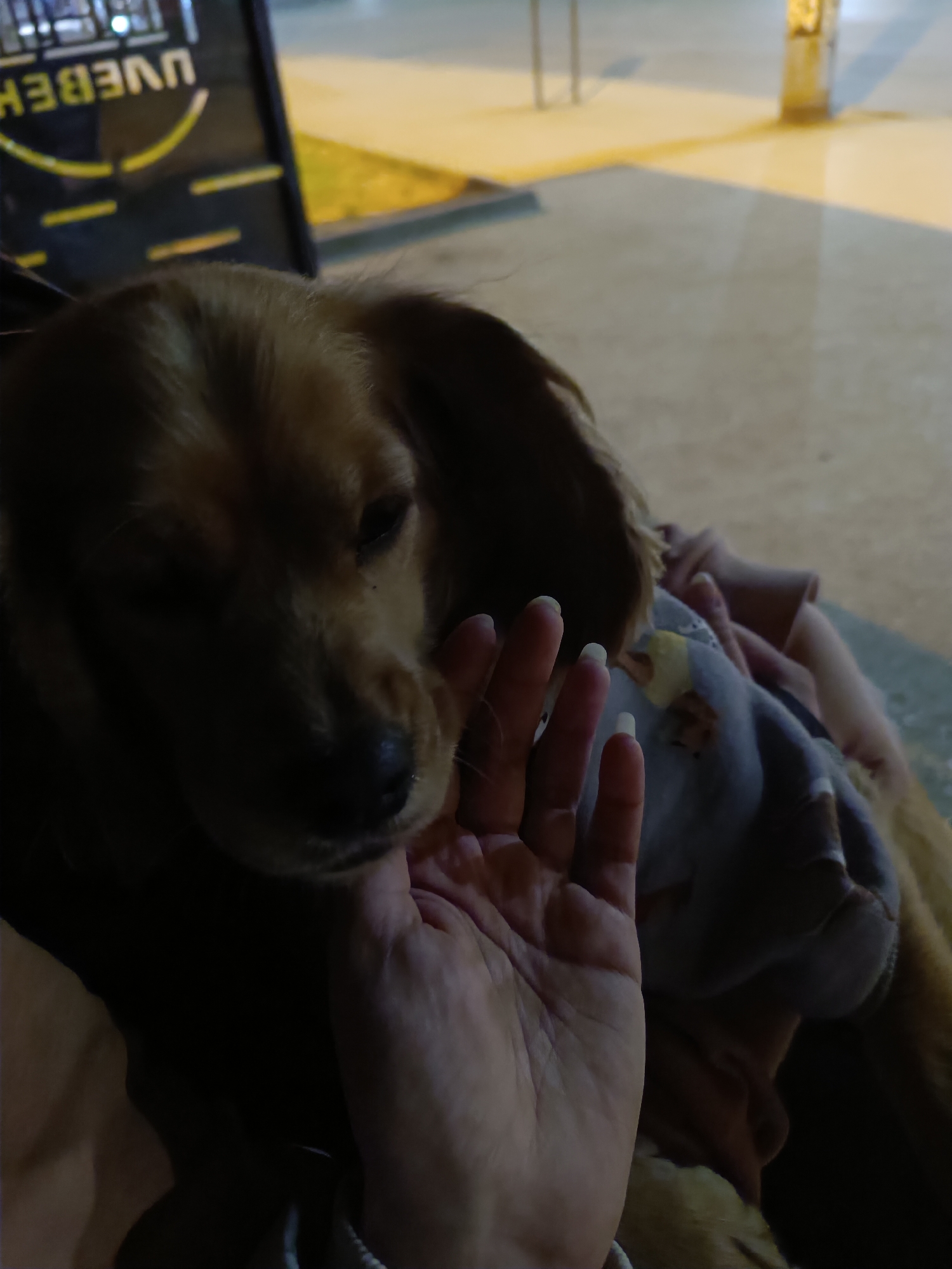 The image captures a tender, close-up moment between a human and a dog at night in Pleven, Bulgaria. The central subject is a medium-sized dog with light brown fur, seen from the side with its head gently resting. Its eyes appear closed or half-closed, suggesting it is relaxed or sleeping. A human hand, with fair skin and visible fingernails, is positioned underneath the dog's chin, gently caressing or holding its face, conveying a sense of affection and comfort. The dog is partially covered by a light-colored blanket or fabric, adding to the perception of coziness.
The setting appears to be an outdoor or semi-outdoor public space, such as a patio or street, indicated by the concrete-like ground and artificial lighting in the background. The low light conditions confirm it is late evening or night. The background is out of focus, showing blurred light sources and structural elements. In the upper left quadrant, a dark sign with prominent yellow lettering is visible. The text appears upside down and mirrored, clearly showing "UVEBEH," which is likely a reflection of a local business name or advertisement. The atmosphere of the image is peaceful and warm, highlighting the bond between the human and the dog.