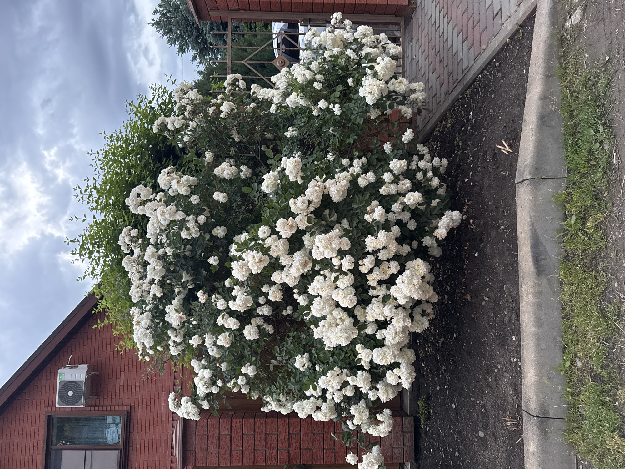 The image depicts a lush, mature white rose bush overflowing onto a brick walkway and garden bed adjacent to a brick building. The building has a window and an air conditioning unit visible. A section of a metal fence is also visible behind the bush. The garden bed borders a concrete curb with grass beyond. The sky is overcast. The location is identified as Yuzhny, Russia.
