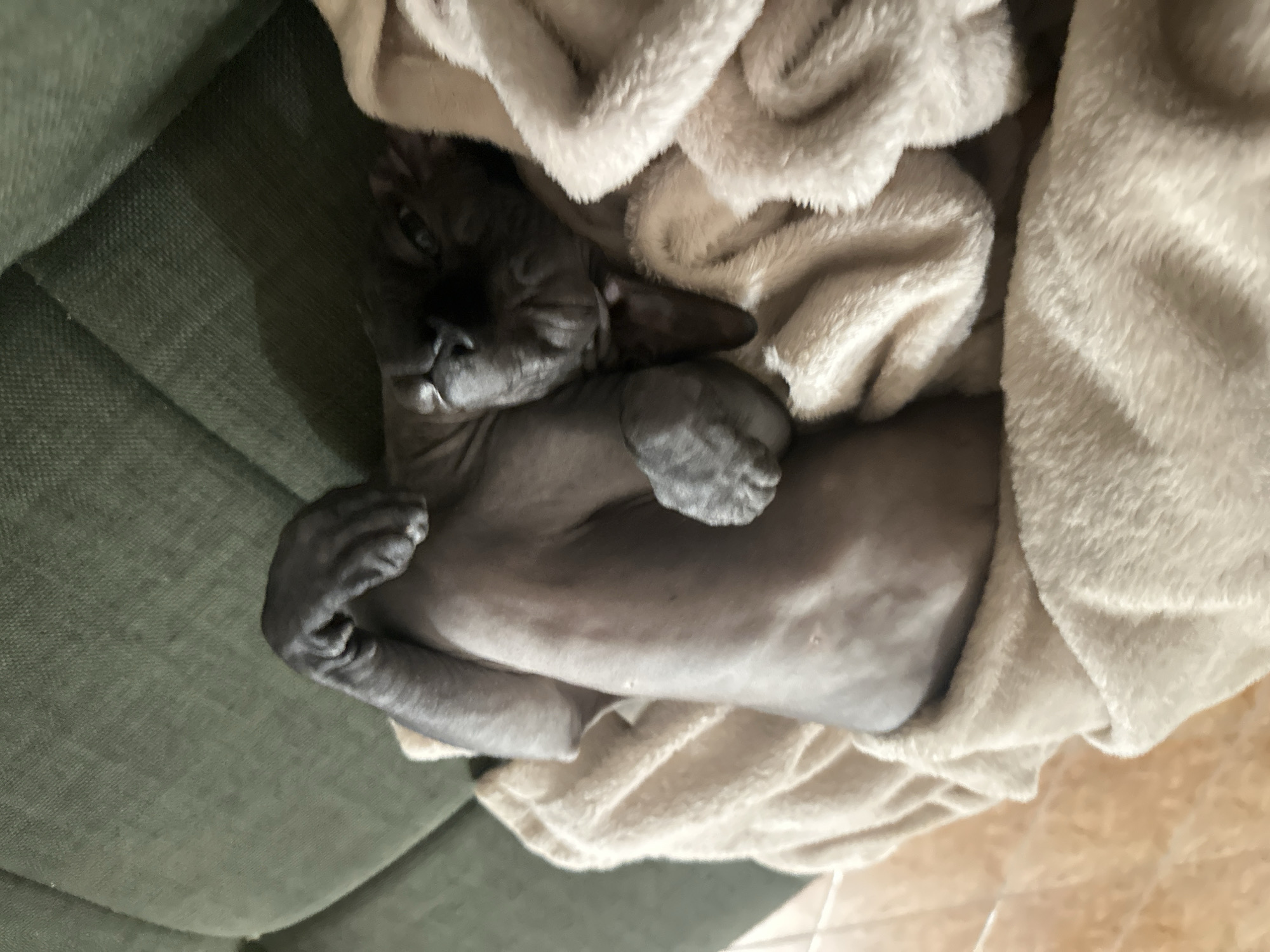 A hairless cat lies on its back, partially covered by a cream-colored, fuzzy blanket. The cat is dark gray and appears to be sleeping. Its paws are curled up and its eyes are closed. The blanket is draped over the cat and extends to the left and right. In the background, a green upholstered surface, possibly a sofa, is visible. The scene is indoors. The location of this image is not identifiable as Budva, Montenegro.