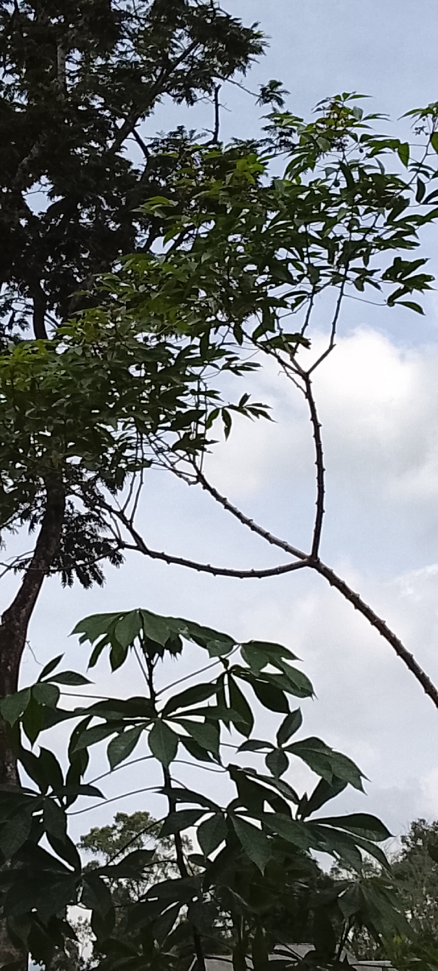 The image captures a close-up view of trees against a cloudy sky. In the foreground, a leafy branch with distinct palmate leaves is prominent, suggesting a tropical plant such as cassava or a similar species. The leaves are a deep green, with some appearing to be in shadow. Behind this, another tree with darker, denser foliage and a textured trunk is visible on the left. A spindly branch with small buds or nodes extends from a taller, thinner tree into the frame, reaching towards the right side of the image. The background is dominated by a pale sky with scattered white clouds. The overall impression is one of lush, natural foliage under an overcast sky. The location is Padang Dalom, Indonesia.
