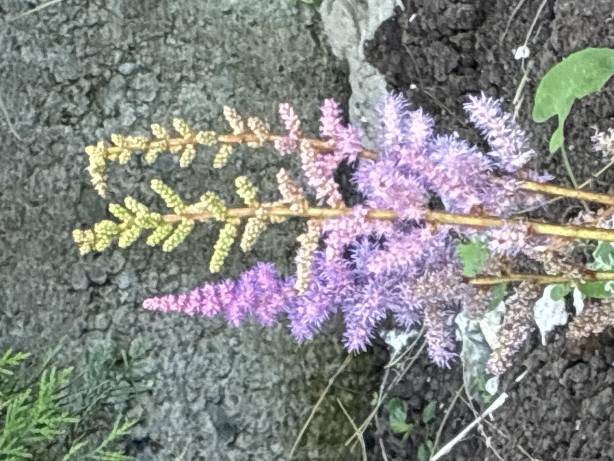 This image shows a close-up view of astilbe flowers, a type of perennial plant known for its feathery plumes. The flowers are in various stages of bloom, with some displaying delicate pale green and yellow hues, while others are a vibrant mix of pink and purple. These colorful plumes are clustered along thin, dried stems that stretch across the frame.
The flowers are set against a textured background. To the left, a rough, gray, stone-like surface dominates, its coarse texture providing a stark contrast to the soft blooms. This surface appears to be a wall or a large rock. To the right and behind the flowers, dark, rich soil is visible, suggesting a garden setting or a natural environment. A few small green leaves are scattered among the soil and flowers, hinting at the presence of other plants. In the lower left corner, a sprig of green, needle-like foliage, possibly from a coniferous plant, adds another layer of natural texture.
The lighting in the image is soft, suggesting it might have been taken on an overcast day or during the softer light of early morning or late afternoon. The focus is primarily on the flowers, with the background slightly blurred, drawing the viewer's attention to the intricate details and color variations of the astilbe. There is no visible text in the image. The scene conveys a sense of natural beauty and the delicate charm of blooming flowers. The location context provided is Surami, Georgia, which implies a temperate climate where such flowers would thrive.