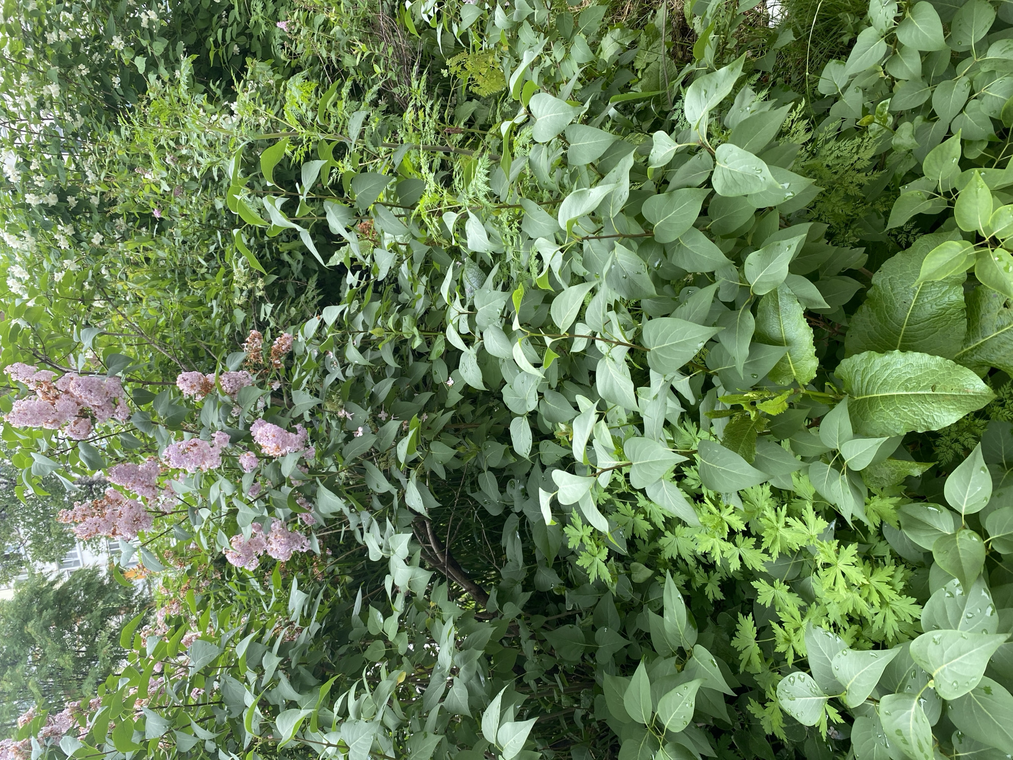The image shows a dense, overgrown garden or park area in Yuzhno-Sakhalinsk, Russia, featuring abundant green foliage and blooming lilac bushes. The lilacs, in shades of pale pink and lavender, are clustered in large panicles and are the most prominent flowering elements. The leaves of the lilac bushes are a vibrant green, and many are speckled with water droplets, suggesting recent rain or dew. Beneath the lilacs, a variety of other leafy green plants fill the lower portion of the frame, creating a layered and textured effect. The overall impression is one of lush, natural growth, likely in a temperate climate. The background, partially visible, suggests the presence of trees and possibly a building, indicating an urban or suburban setting. No people or animals are visible in the scene.