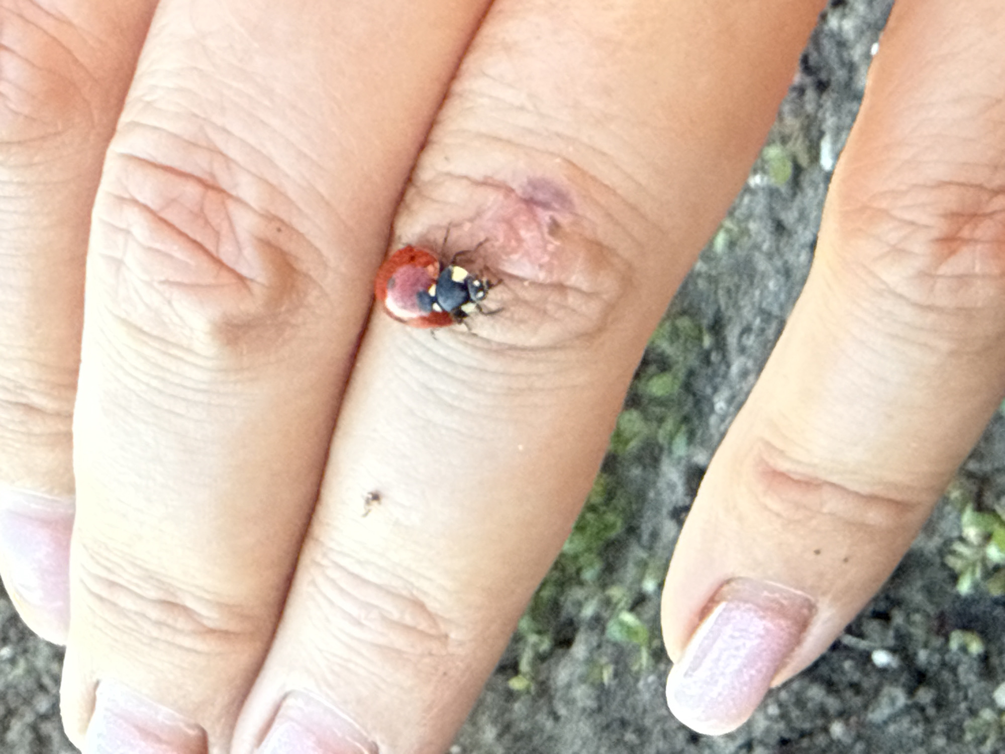The image shows a close-up view of a person's hand with a ladybug on one of their fingers. The hand is light-skinned with visible wrinkles and some small imperfections. The ladybug is red with black spots and is positioned on the knuckle of a finger. A small patch of skin that appears slightly irritated or bruised is also visible near the ladybug. The background is out of focus, showing ground with some green vegetation, suggesting an outdoor setting. The lighting indicates it might be daytime. The image does not provide any specific information about the location in Marinka, Bulgaria.