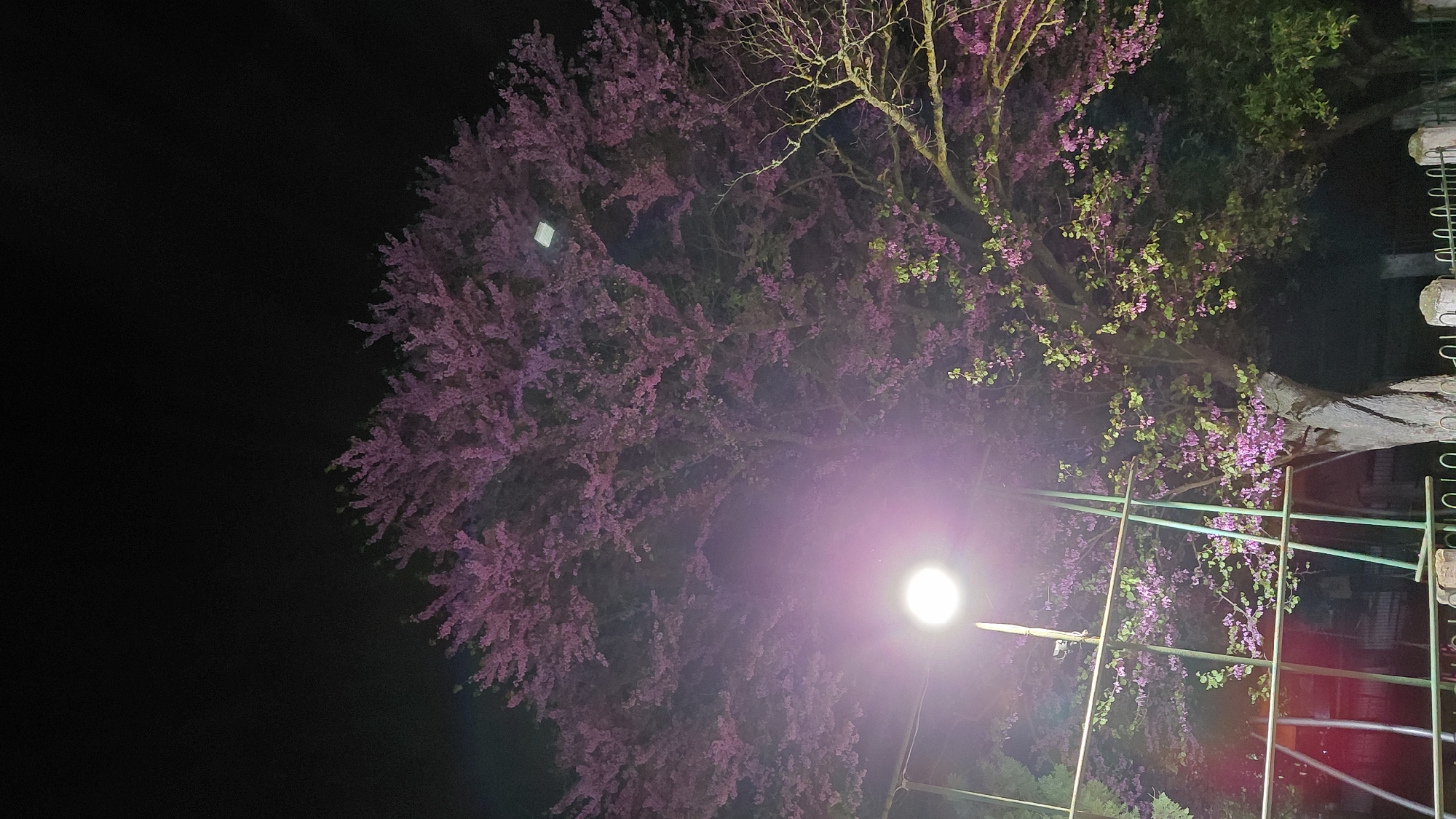 The image displays a large tree with abundant purple-pink blossoms at night, dramatically illuminated by an artificial light source. The tree, potentially a Redbud (Cercis species), features small, dense magenta-colored flowers covering its branches. Some areas of the tree, particularly towards the upper right, also show patches of young green leaves or bare branches.
The sky is completely dark, confirming the nighttime setting. A bright, circular white light, appearing to be a street lamp or floodlight, is positioned in the lower right portion of the frame. This light casts a strong lens flare, creating a radiant glow that extends across the lower and central parts of the image, subtly tinting the air and some blossoms with a soft purple hue.
On the far right edge of the image, a partial view of a dark metal fence or railing is visible. No human activity is depicted. The scene captures the striking beauty of a blooming tree under artificial illumination during the spring, evoking a tranquil outdoor atmosphere in an urban or suburban context. There is no visible text.