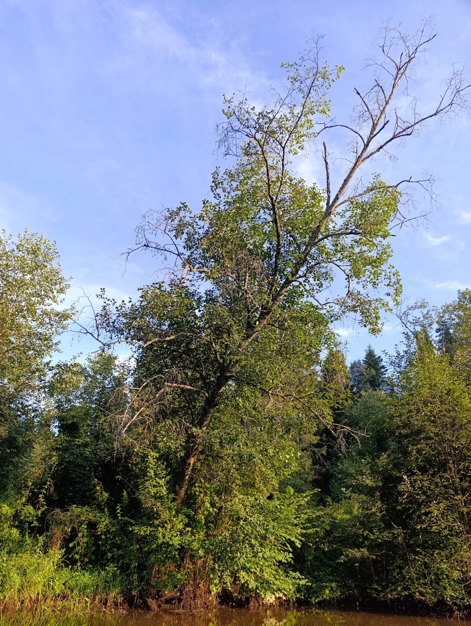 The image depicts a natural scene featuring a body of water in the foreground and a dense forest with a prominent tree in the midground, under a clear blue sky with sparse clouds. The water is dark and reflects the surrounding vegetation. The forest is composed of various trees and lush green foliage, with one larger tree in the center that has both green leaves and bare branches, suggesting it might be a birch or a similar tree species with a mix of live and dead wood. The ground leading to the water is covered in thick grass and undergrowth. The lighting suggests it is daytime, likely late afternoon or early morning, given the angle of the sun illuminating the foliage. There are no people or animals visible in the image, nor any man-made structures, indicating a remote or natural setting. The location is identified as Garevaya, Russia.