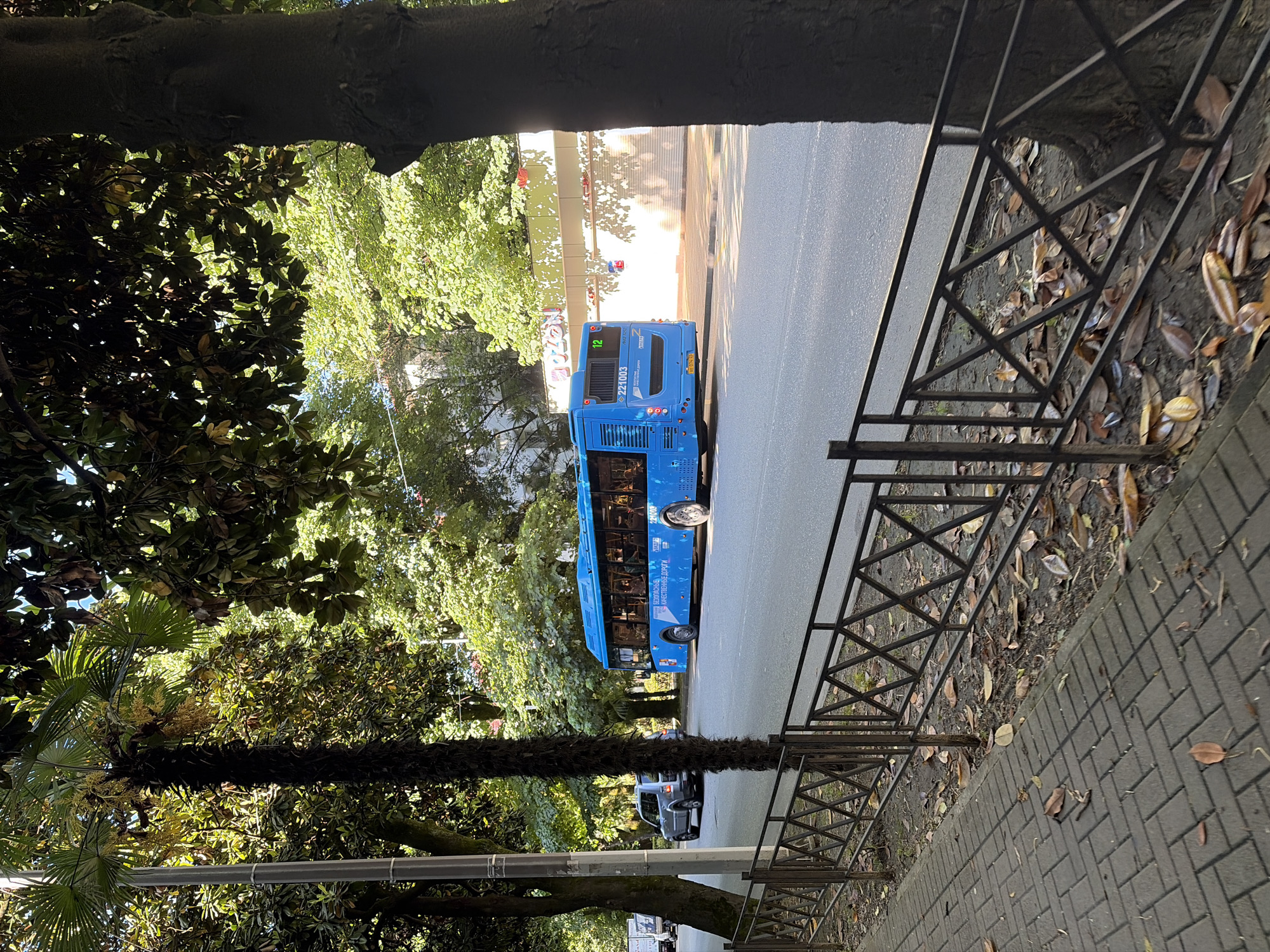 This brightly lit photograph captures a street scene in Sochi, Russia, characterized by lush green vegetation. A prominent blue public bus, numbered "12" for its route and "221003" as its vehicle identifier, is the central subject, positioned on an asphalt road. On the rear of the bus, the word "SOCHI" is visible, along with Cyrillic text on its side that reads "ЭКОЛОГИЧНЫЙ ТРАНСПОРТ СОЧИ" (ECOLOGICAL TRANSPORT SOCHI) and a phone number "8 918 303 03 23." A few blurry figures can be seen inside the bus through its windows.
The road is bordered by dense, subtropical foliage, including a tall palm tree with a textured trunk in the foreground on the left. On the right side, a dark metal fence with a geometric pattern runs parallel to the road, separating it from a paved sidewalk made of grey rectangular blocks. Beyond the fence, the ground is covered with soil and scattered dry brown leaves. In the background, other vehicles, including a silver SUV and a white van, are partially visible.
The scene takes place on a sunny day, likely during the morning or early afternoon, with strong sunlight casting clear shadows and creating bright reflections on the wet or shiny road surface. The overall impression is one of a vibrant, green urban environment.