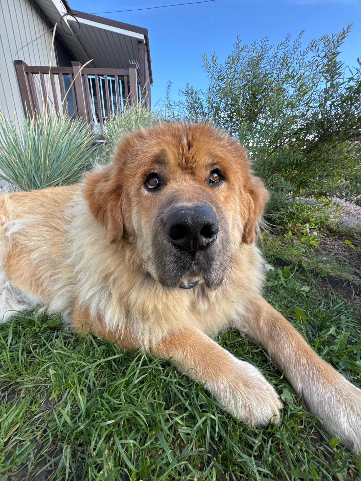 A medium shot captures a large, fluffy dog with golden-brown fur lying on green grass. The dog's head is turned towards the camera, with its large, dark eyes looking directly forward. Its nose is black and prominent, and its mouth is slightly open, revealing a hint of pink tongue. The dog's front paws are extended in front of it, also resting on the grass. In the background, to the left, a portion of a house with beige siding and a brown railing is visible, along with some spiky green plants. To the right, lush green foliage and a blue sky complete the outdoor scene. The image was taken in Kempelevo, Russia.