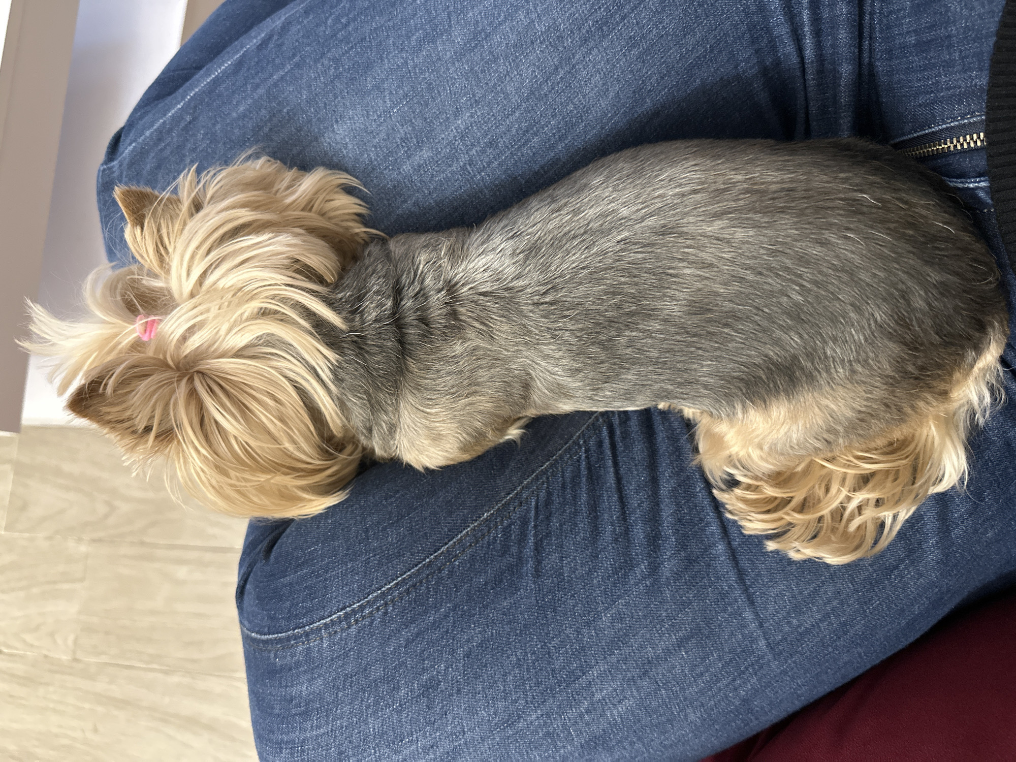 A small Yorkshire Terrier dog rests peacefully on the lap of a person in an indoor setting, likely a home in Sofia, Bulgaria. The dog's body is covered in silver-grey and tan silky fur, with lighter blonde hair on its head, legs, and underbelly. A distinctive small pink bow adorns the dog's top knot. The unseen person's legs are visible, clad in blue denim jeans, characterized by visible seams and a brass-colored zipper on what appears to be a side pocket. A light-colored floor, possibly wood laminate or tiles, is visible to the left of the dog's head, and a portion of a dark red fabric or furniture is seen at the bottom right. The dog appears to be sleeping or resting, conveying a sense of calm and comfort. The lighting is soft and even, suggesting daytime. There is no visible text in the image.