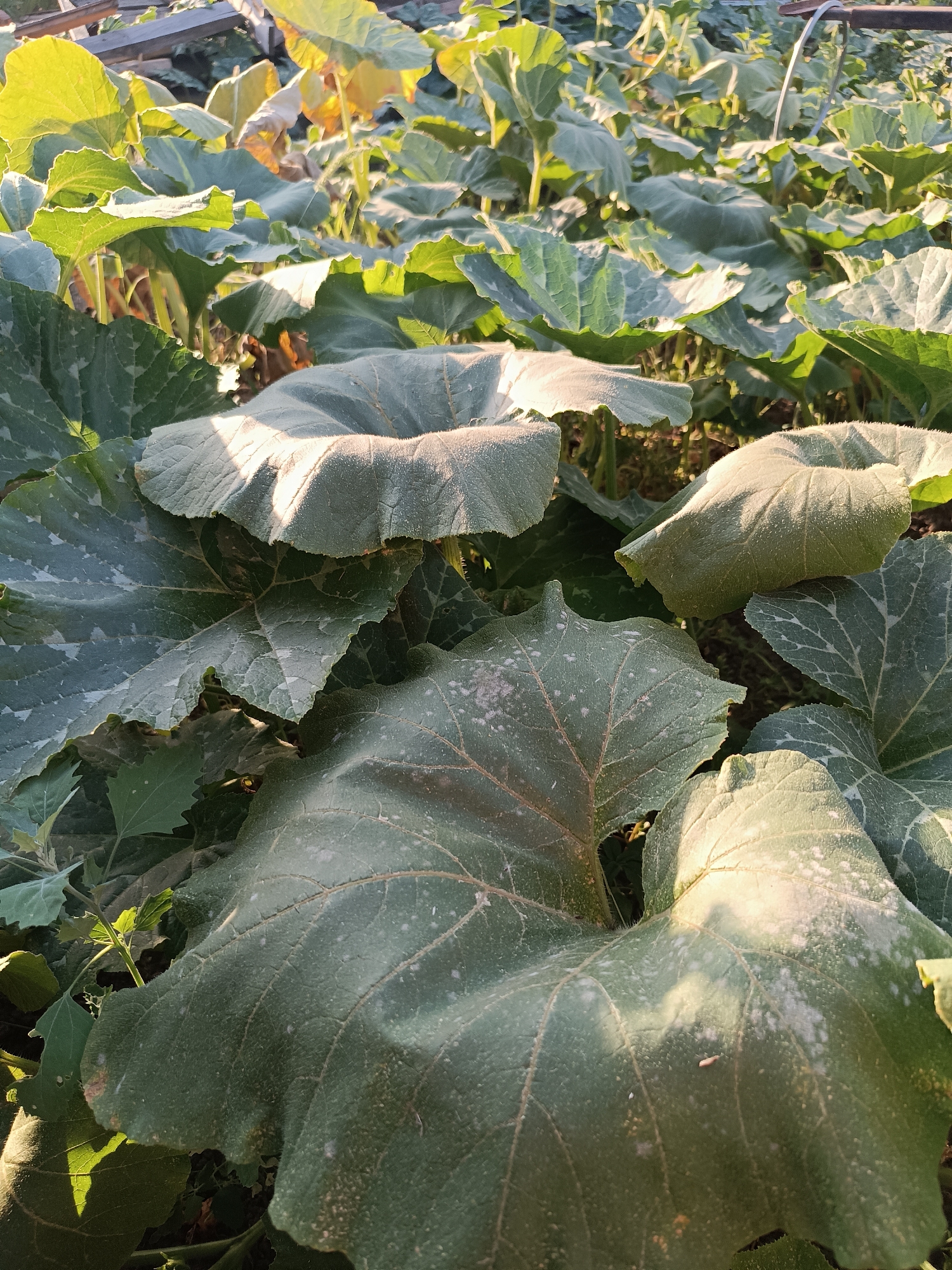 A close-up shot shows large, textured green leaves, some with dusty white splotches. The leaves are part of a dense patch of vegetation, possibly a garden. Sunlight filters through the leaves, creating highlights and shadows. In the background, out-of-focus green foliage extends into the distance, with a hint of wooden structure at the top left. The image appears to be taken outdoors in natural light.