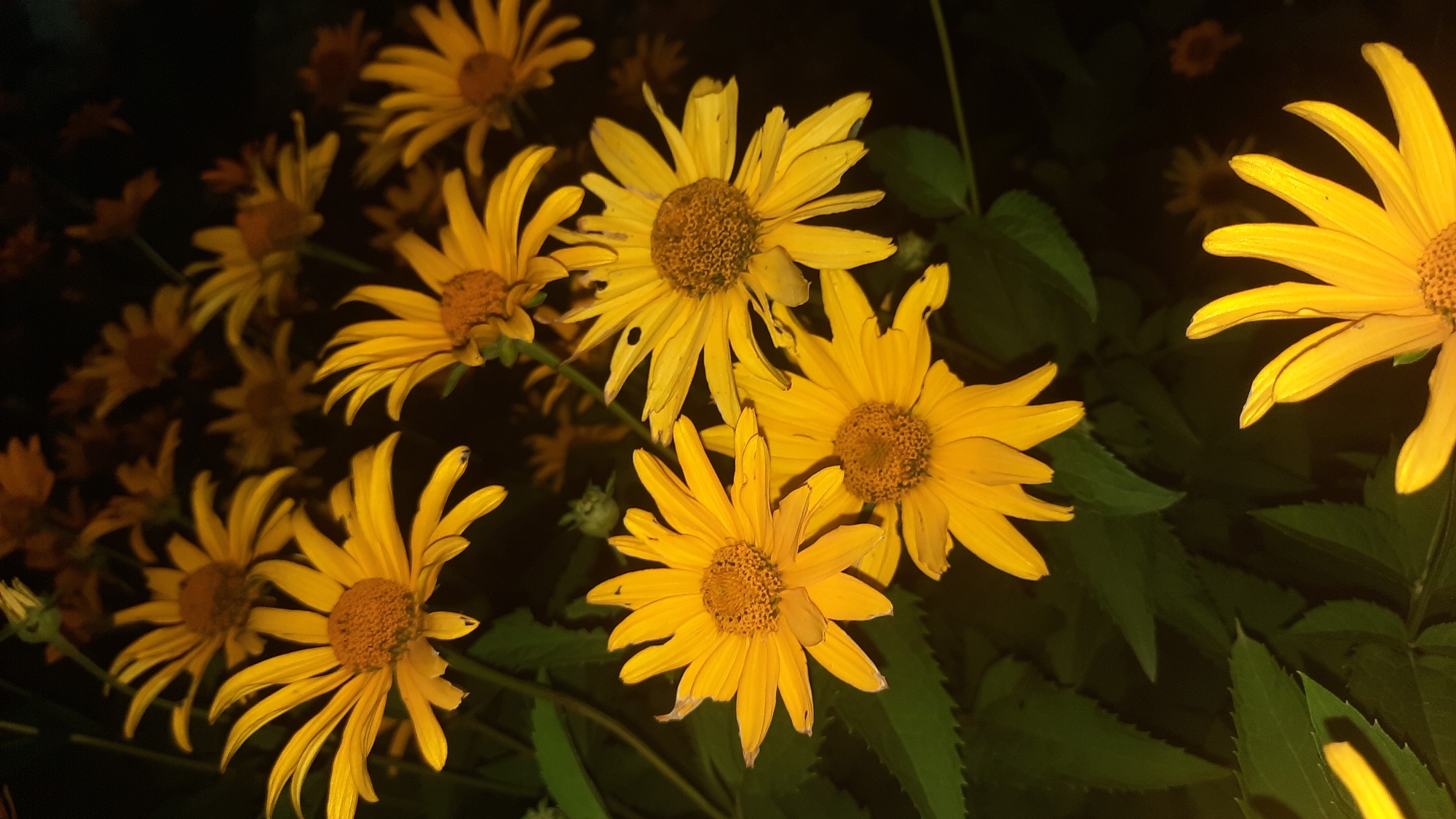 This is a close-up, vertical, outdoor, low-angle shot of several yellow daisy-like flowers with brown centers. The flowers are in various stages of bloom and are set against a dark background, likely indicating it was taken at night or in deep shade. Some of the petals appear slightly wilted or damaged. The foliage is dark green and blurred, suggesting a shallow depth of field. There are no people or specific city landmarks visible in the image. The setting appears to be a garden or natural environment.