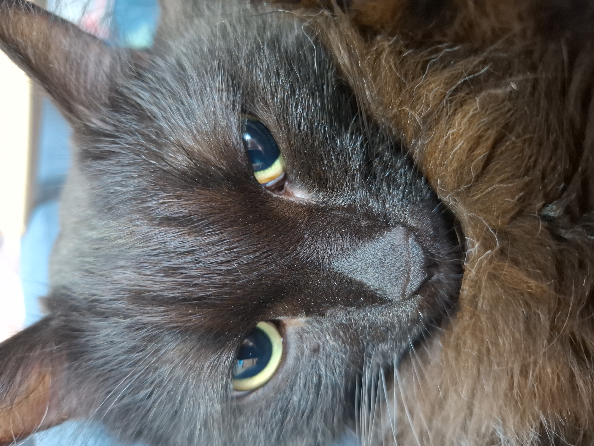 The image is a close-up shot of a black cat's face. The cat has yellow-green eyes with black pupils. The fur is short and dense, with some longer hairs around the face. The cat's nose is small and triangular, and its whiskers are long and white. The cat is lying on its side, with its head turned towards the camera. The background is out of focus, but it appears to be a light blue color. There is no information available in the image regarding its location in the city of Chaikovsky, Russia.