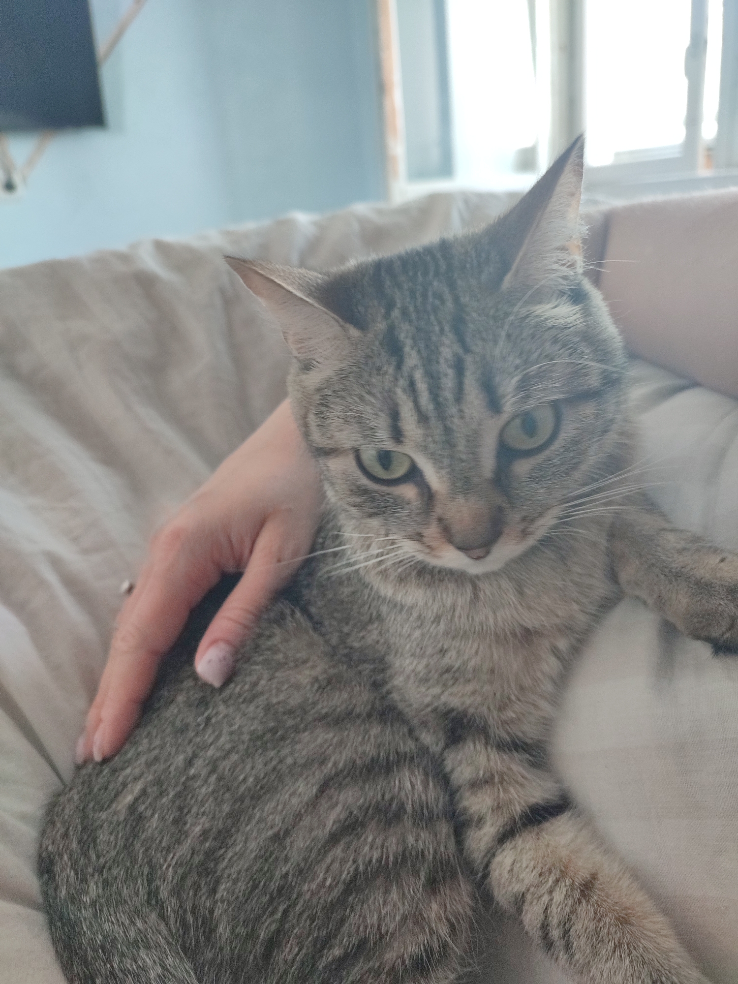 A close-up shot features a tabby cat with green eyes lying on a white, textured surface, presumably bedding. A person's hand rests on the cat's body. The cat is looking slightly downward. A window providing natural light is visible in the background, to the right of the cat, and a partial view of a television mounted on a wall is seen in the upper left corner of the image. There is no indication that the location is specifically in Chaikovsky, Russia.