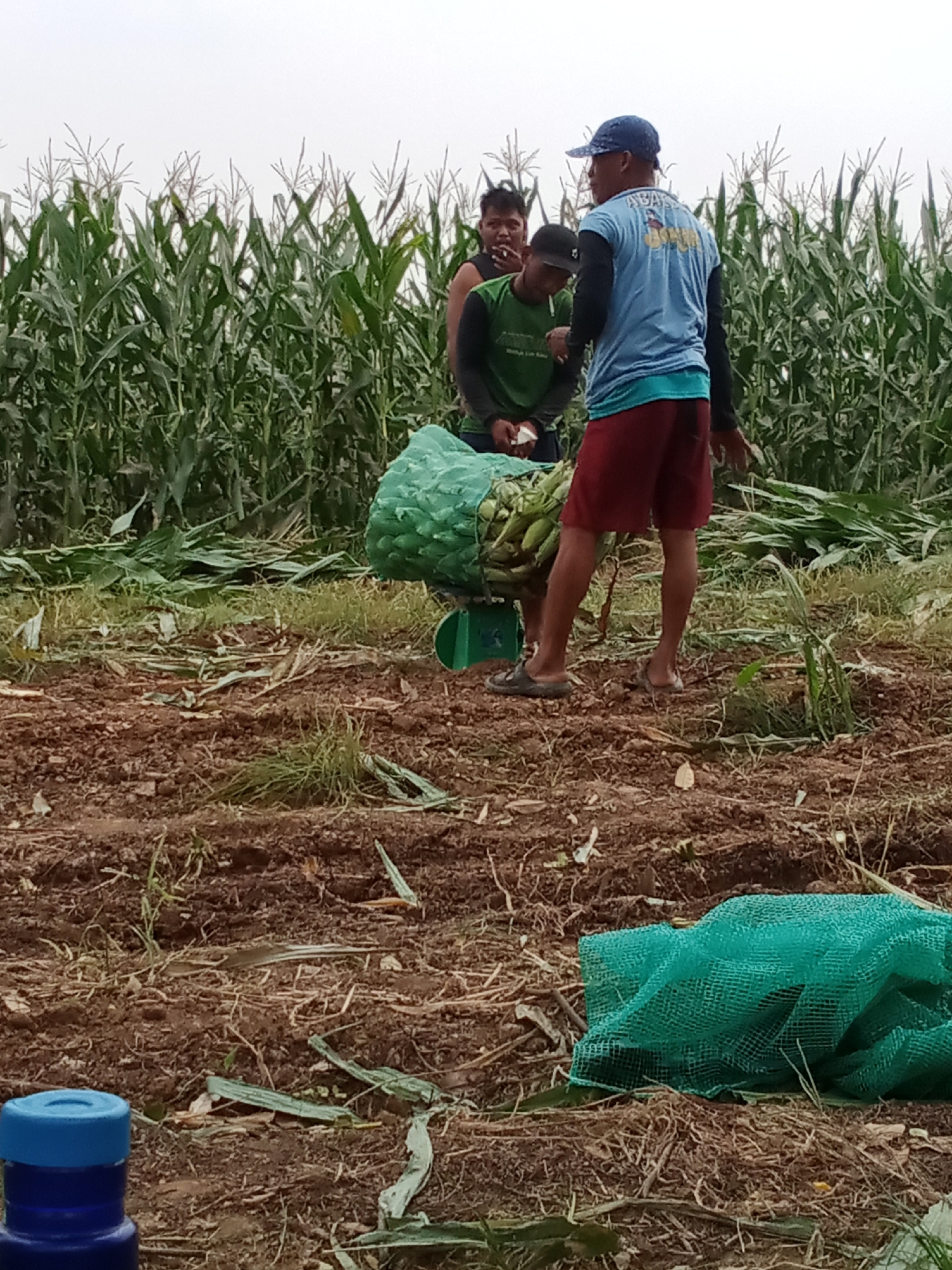 In a rural setting, likely Indonesia, three men are engaged in harvesting corn in a field. The field is densely populated with tall corn stalks, with some harvested stalks and leaves scattered on the dry, brown soil. In the foreground, a blue bottle with a blue cap is visible. Two men are partially visible in the background, with one holding a cigarette and another looking towards the front. A third man, wearing a blue t-shirt, red shorts, and a blue baseball cap, stands in the middle of the frame, carrying a large, green net bag filled with corn. He appears to be a laborer or farmer. The sky is overcast, suggesting a cloudy day. The scene depicts agricultural work in progress.