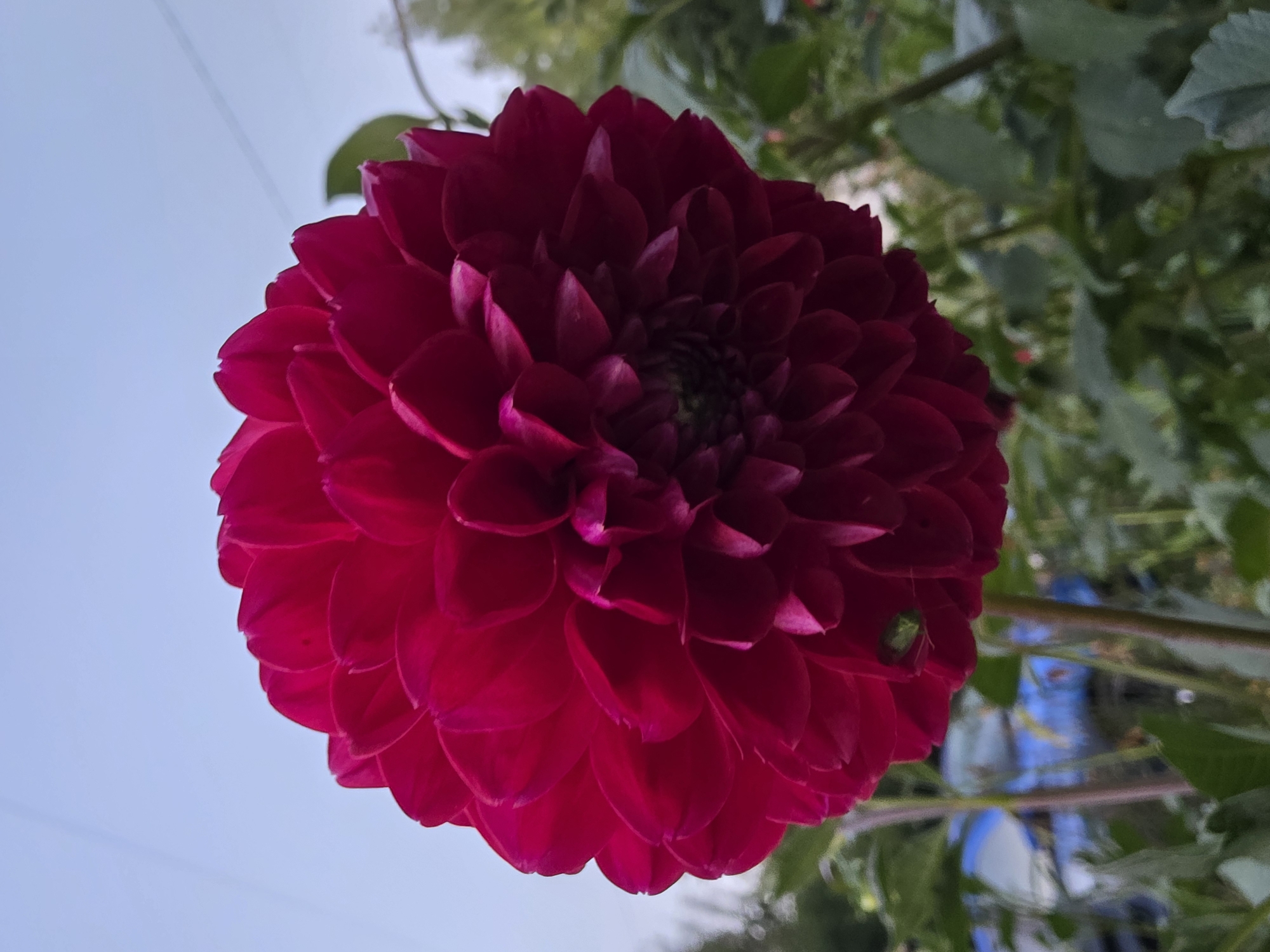 A close-up, eye-level shot focuses on a vibrant, dark pink dahlia flower in full bloom. The flower, with its densely packed, layered petals, dominates the frame. A small, bright green insect is visible on one of the petals in the lower left quadrant of the flower. The background is softly blurred, showing green foliage and stems. In the upper portion of the image, a pale blue sky with hints of grey clouds is visible. The location is Chaikovsky, Russia.