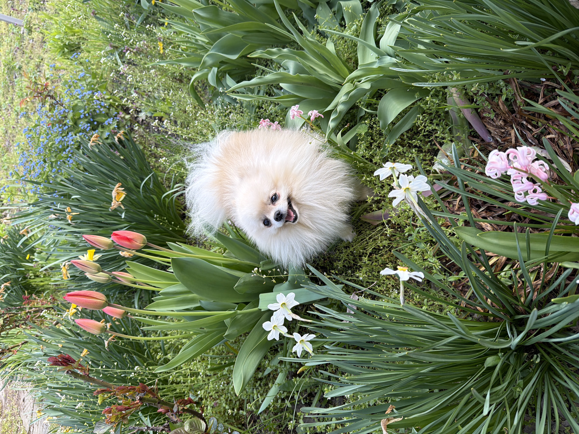 A Pomeranian dog sits amid spring flowers in Brestovene, Bulgaria. The dog, with light tan fur, looks upwards with its mouth open. Red tulip buds are to the left, while white daffodils and pink hyacinths are to the right. Green foliage fills the frame around the dog.