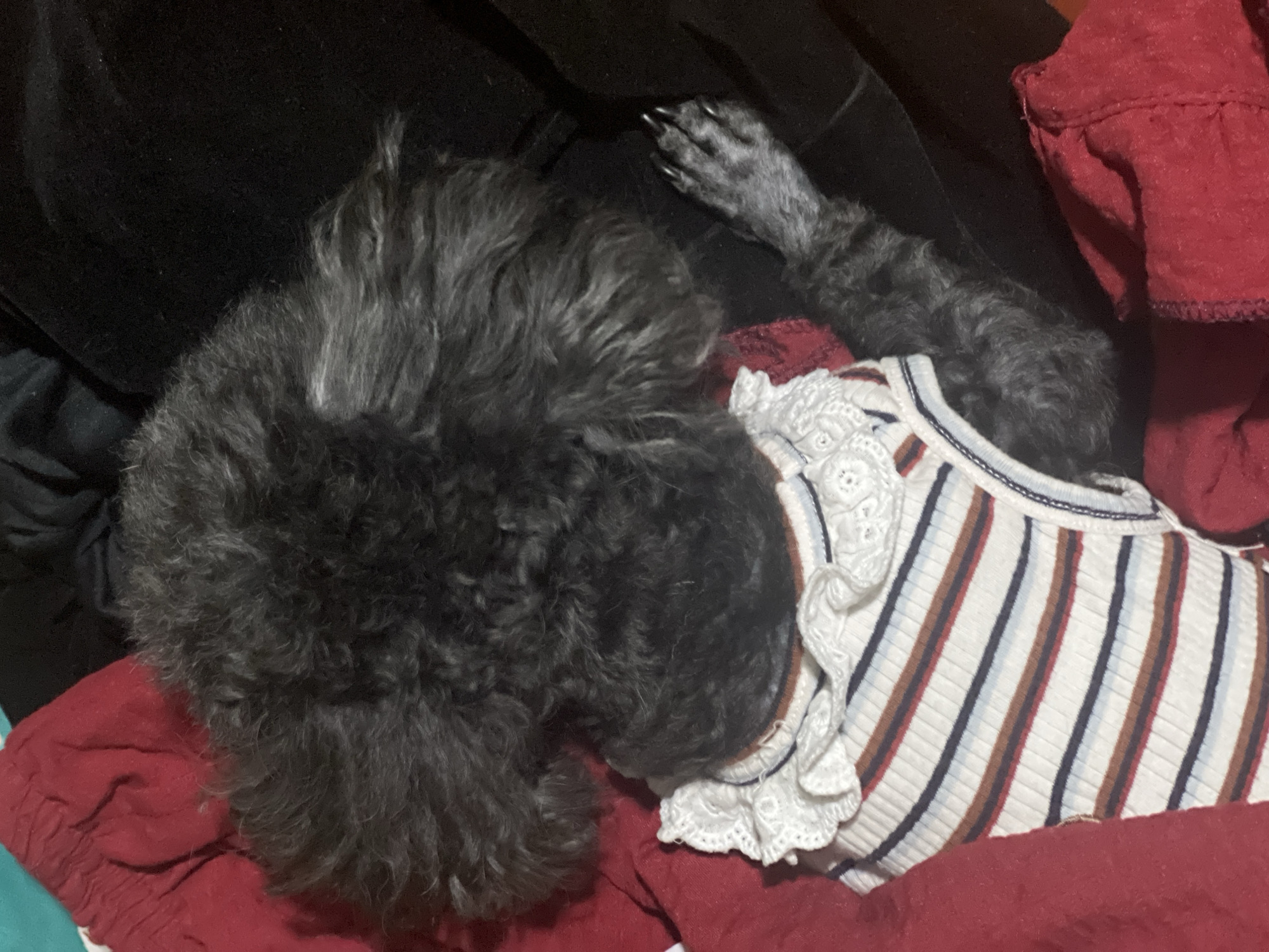 An overhead shot depicts a small, dark-colored dog, likely a poodle or similar breed with curly fur, resting or sleeping indoors. The dog's fur is primarily dark gray/black with some lighter strands, suggesting its color. It is wearing a white, ribbed top adorned with vertical stripes in light blue, reddish-brown, and dark blue. The top also features ruffled white lace details on the shoulders.
The dog is nestled amongst various textiles, including a prominent red fabric on the bottom and right, which appears to be a blanket or part of a bed. A darker, possibly black, fabric is visible behind the dog's head and upper body. One of the dog's front paws, showing its claws, extends upwards towards the top right of the frame, resting on the dark fabric. The overall scene suggests a calm and relaxed environment, likely a pet's cozy resting spot. The lighting is dim, indicating an indoor setting, possibly during the evening or in a dimly lit room. There is no visible text in the image. No specific location cues for Bình An, Vietnam are discernible from the visual content.