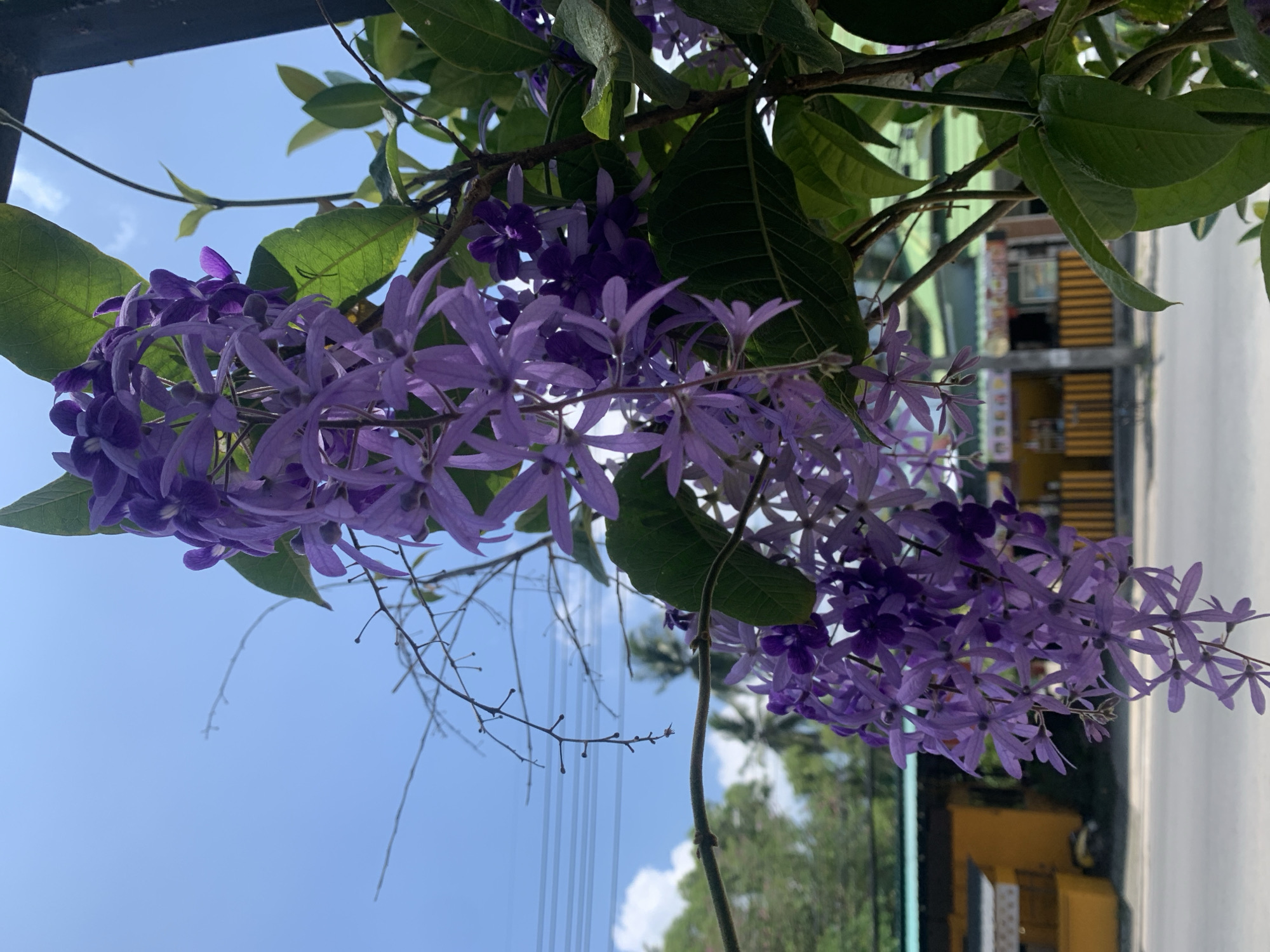 The image shows a close-up of a cascade of purple flowers, likely Wisteria or a similar flowering vine, with green leaves interspersed among the blossoms. The flowers are the focal point, with their delicate petals and rich color. Behind the flowers, the background is a mix of elements, including a bright blue sky with wispy clouds, indicating a clear day. In the background, there is also a building with a yellow and black color scheme. The surrounding environment appears to be an outdoor setting in the city of บ้านบางรักษ์, Thailand.