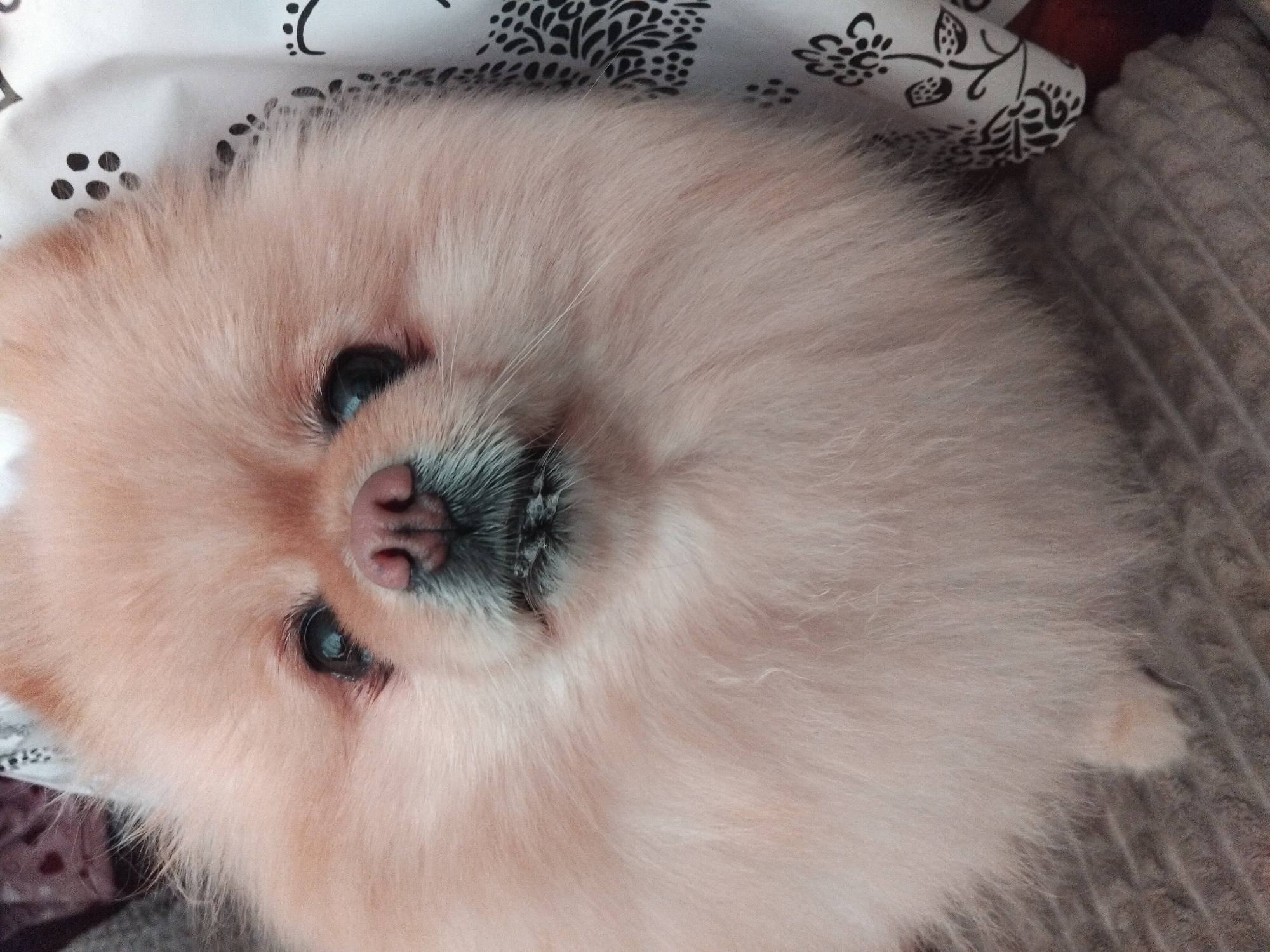 A Pomeranian dog is shown from the chest up, looking directly at the camera. The dog is light brown with fluffy fur. Its eyes are dark, and its nose is pink. The dog is resting on a textured surface, possibly a rug or blanket. In the background, a white fabric with black floral patterns is visible. The image appears to be taken indoors, with soft lighting. There are no people or any specific urban landmarks visible in the image. Therefore, the location in the city of Apriltsi, Bulgaria cannot be determined from the visual information provided.