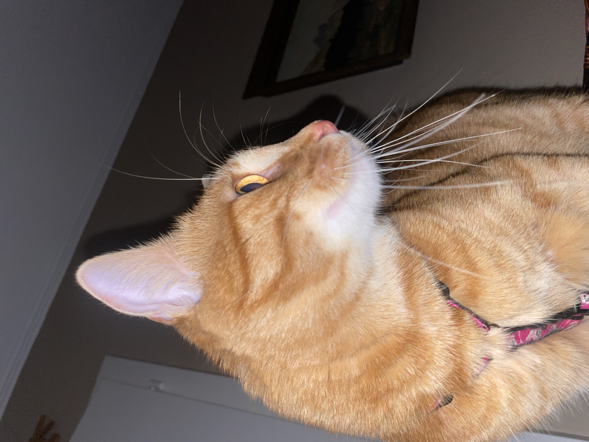 An orange tabby cat is shown from a low angle, looking upward. The cat has bright yellow eyes and a pink nose. Long white whiskers extend from its face. It is wearing a pink and black collar. The background is out of focus but appears to include a painting on the wall. The location is unknown.